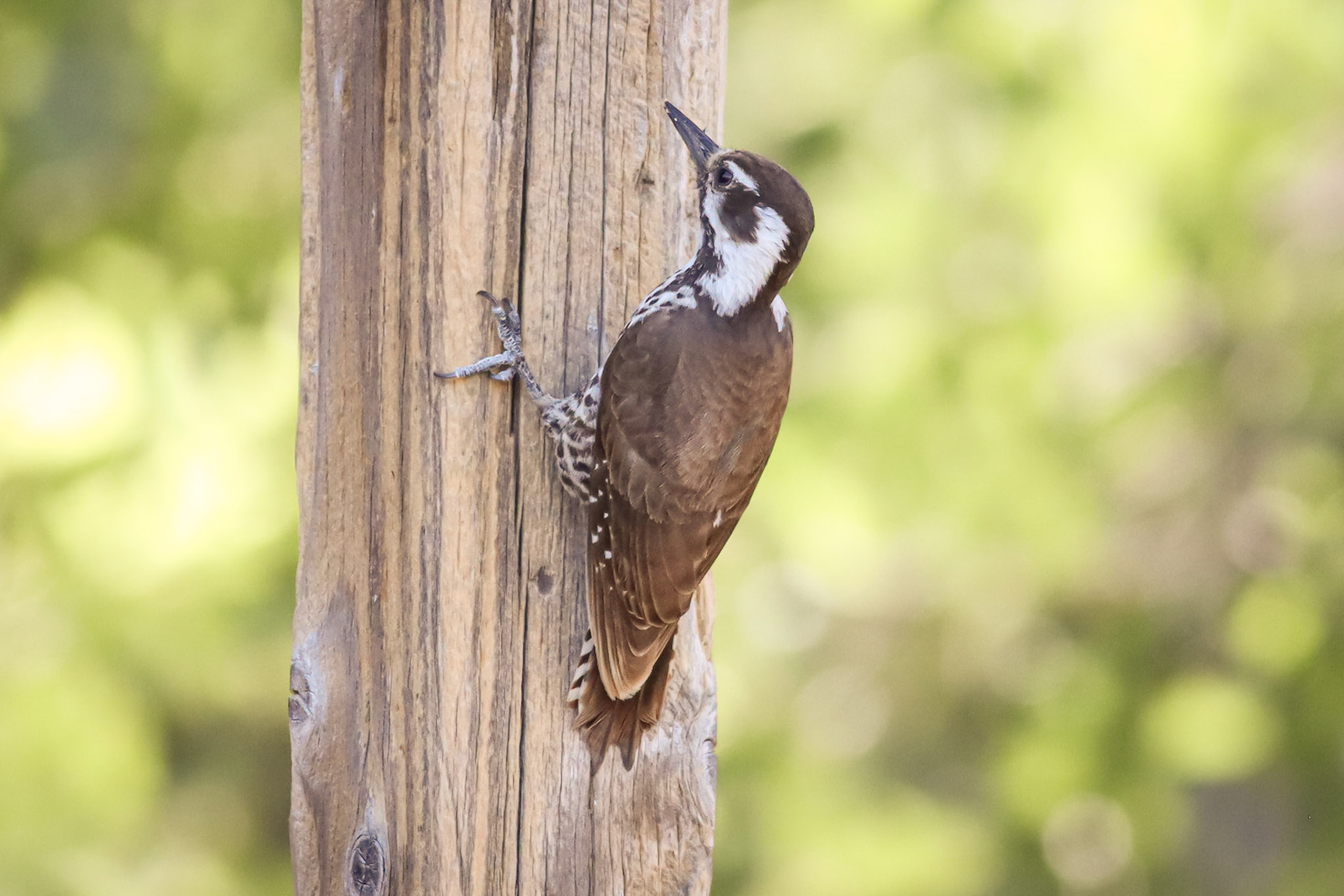 Arizona Woodpecker - #464 - 5/11/23 - AZ