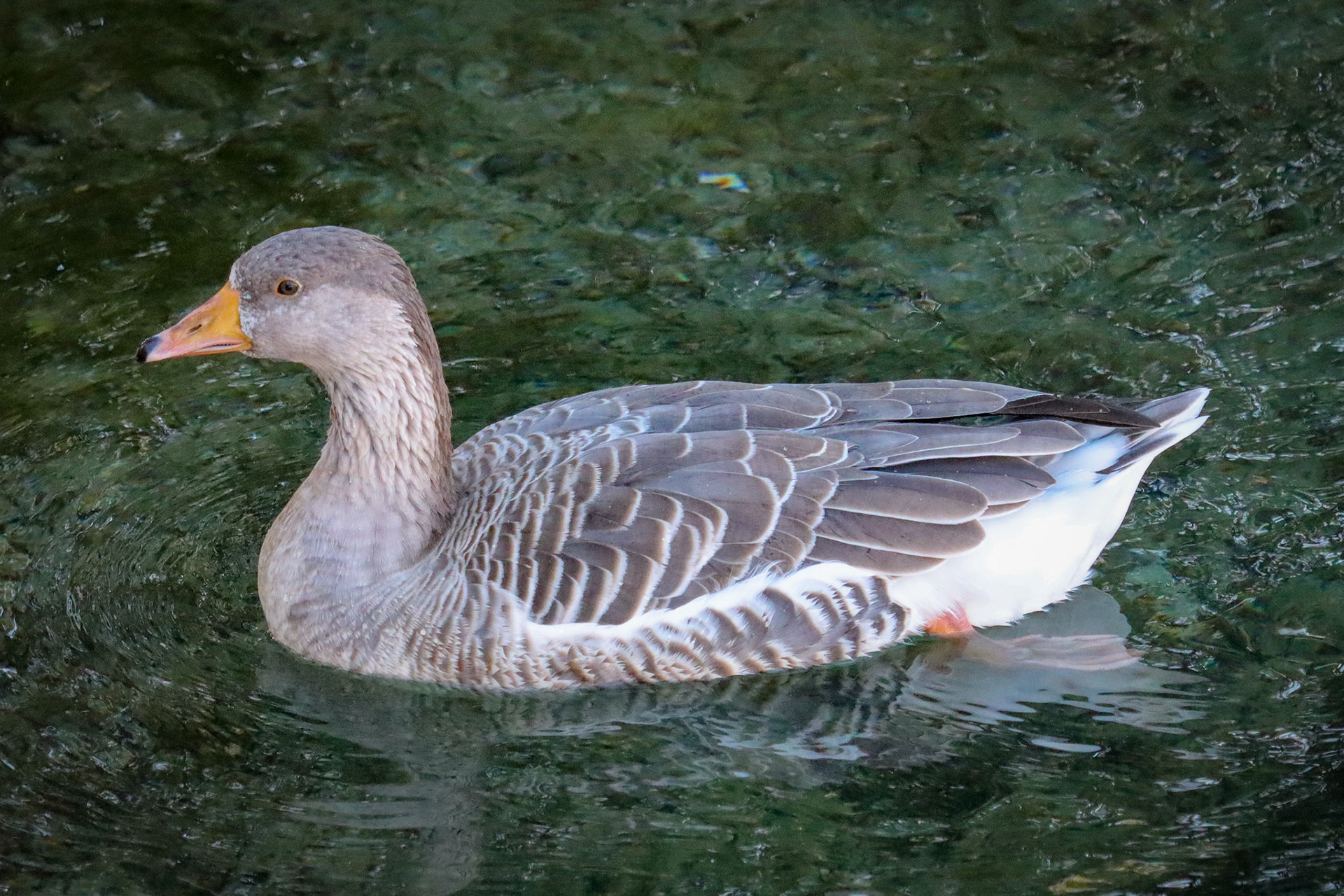 Graylag Goose - #402 - 10/5/22 - Switzerland