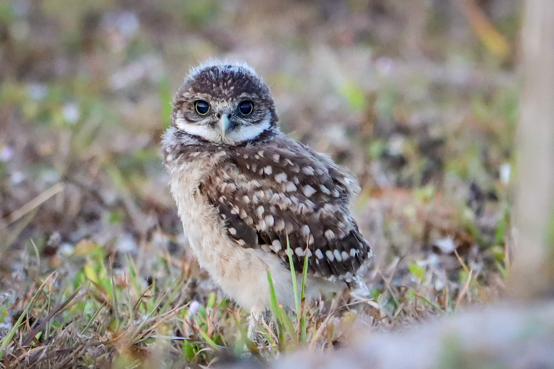 Fledgling Burrowing Owl - #134 - 1/29/21 - FL