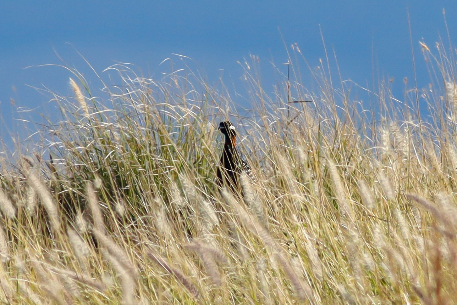 Black Francolin - Waikoloa, HI - 5/11/25
