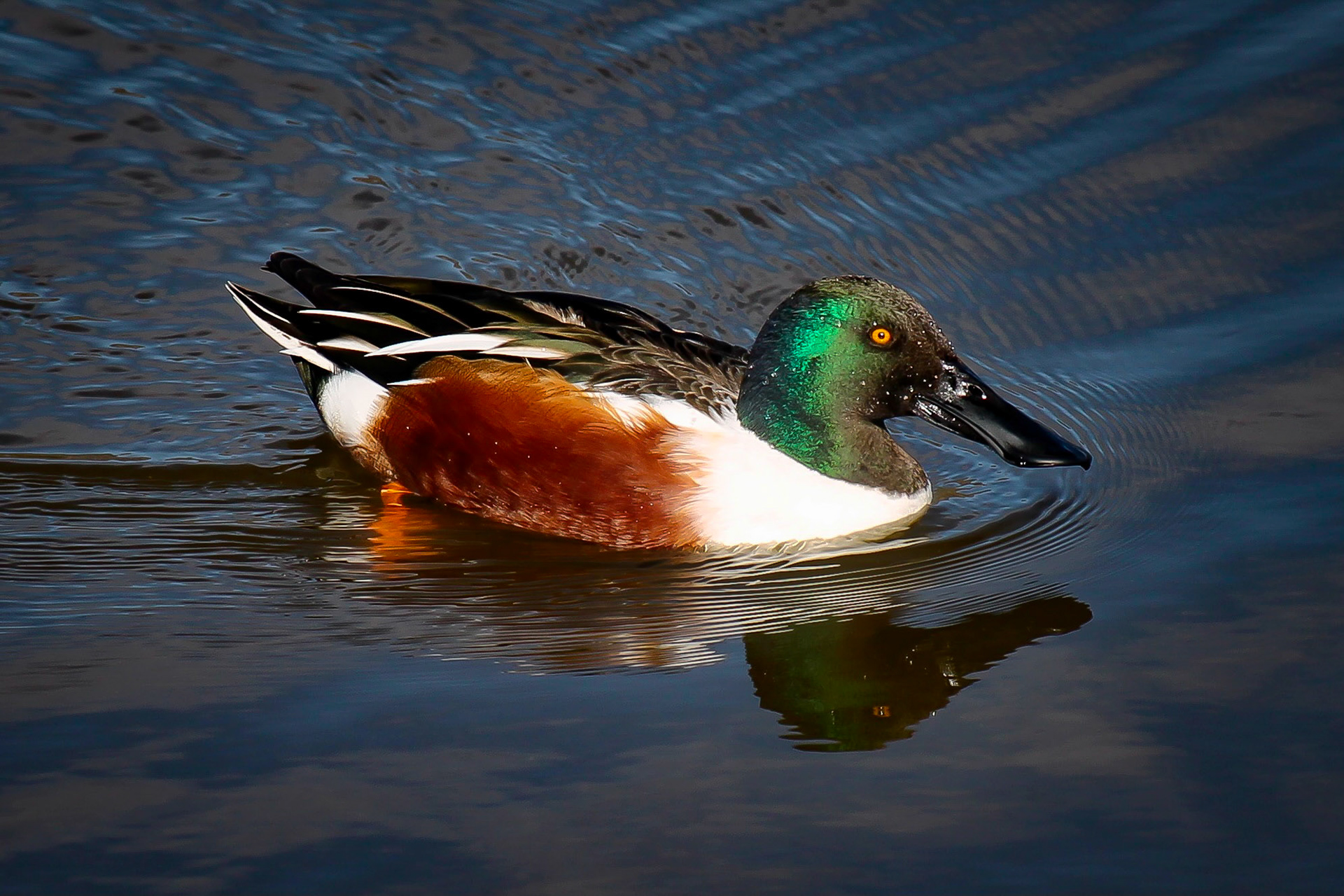 Northern Shoveler - #89 - 12/26/20 - CA