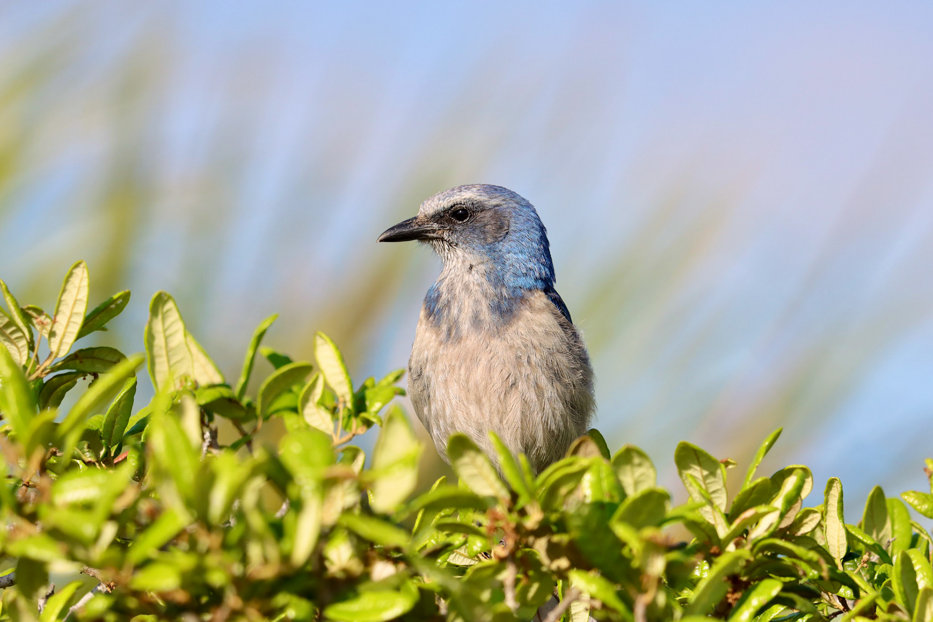 Florida Scrub-Jay, Endemic - #363 - 4/25/22 - FL