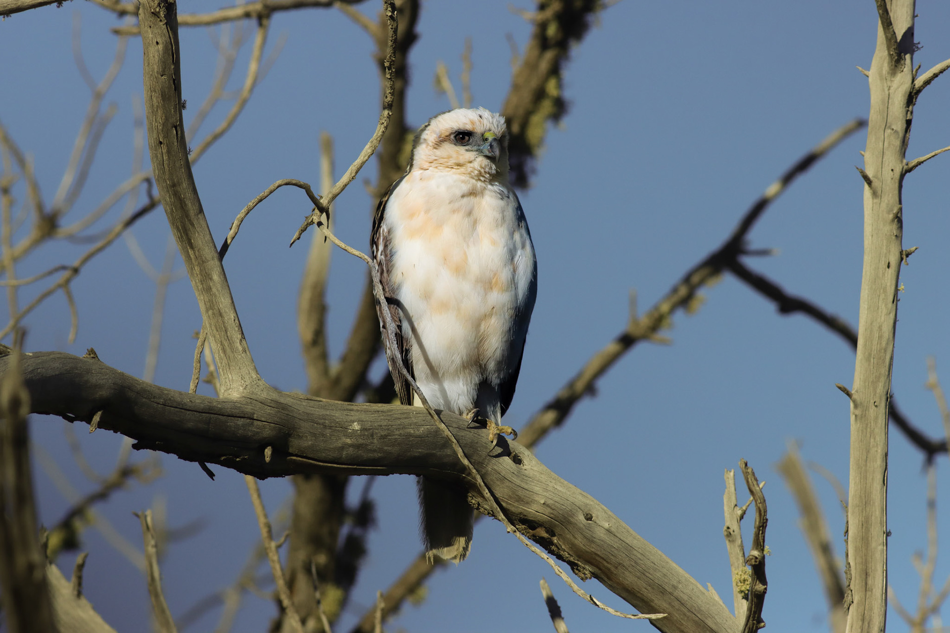 'Io (Hawaiian Hawk, Juvenile Light Morph) - Palila Discovery Trail, HI - 10/5/25
