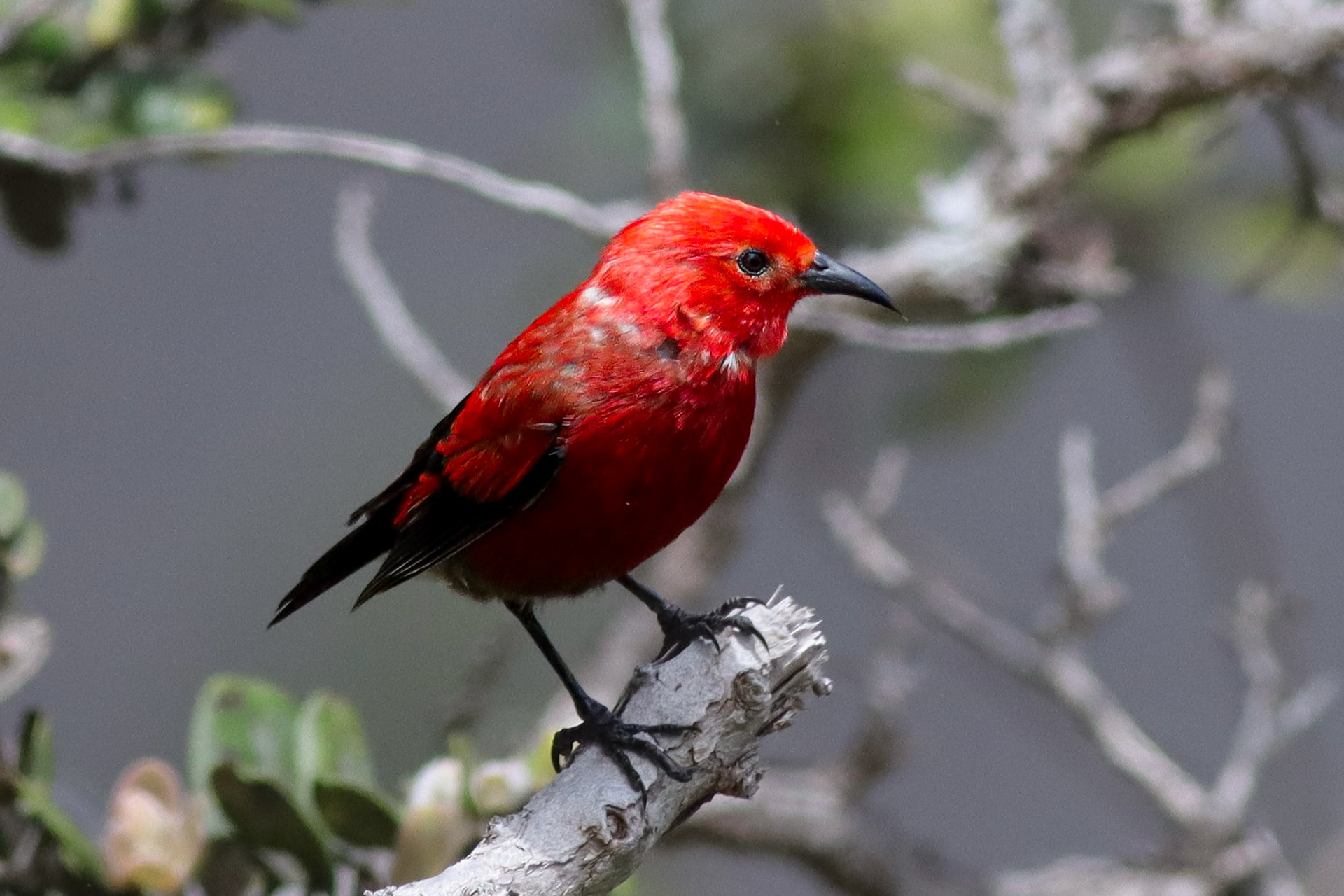 'Apapane - Hawai'i Volcanoes National Park, HI - 5/12/25