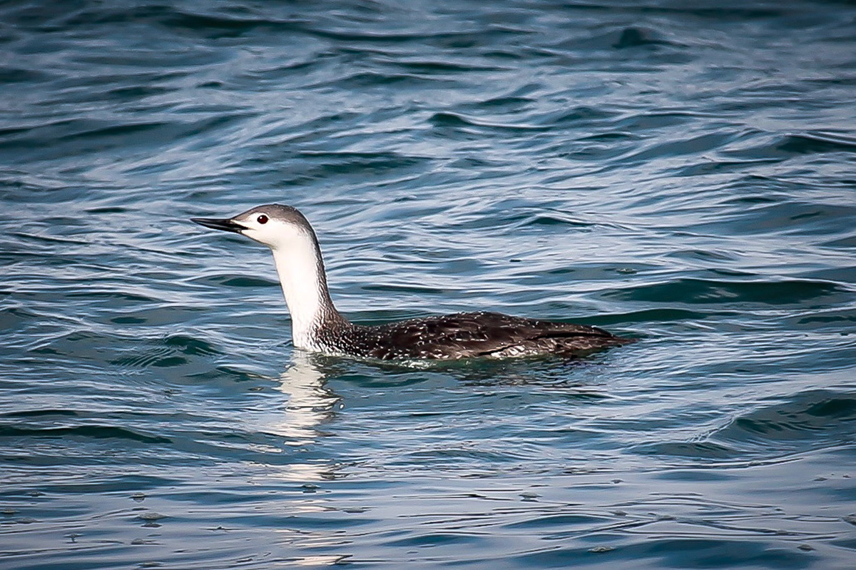 Red-throated Loon - #169 - 3/14/21 - CA