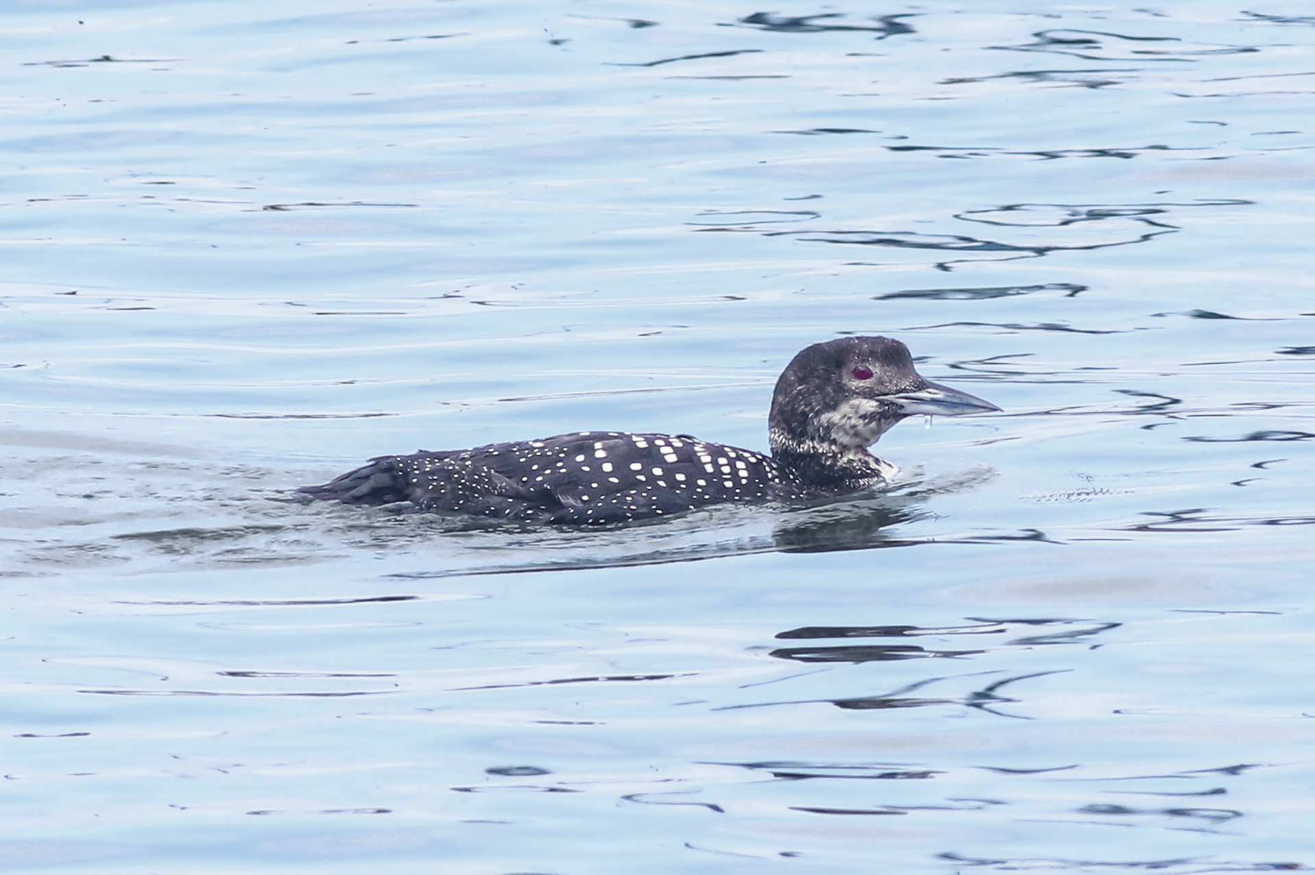 Common Loon - #160 - 2/21/21 - CA