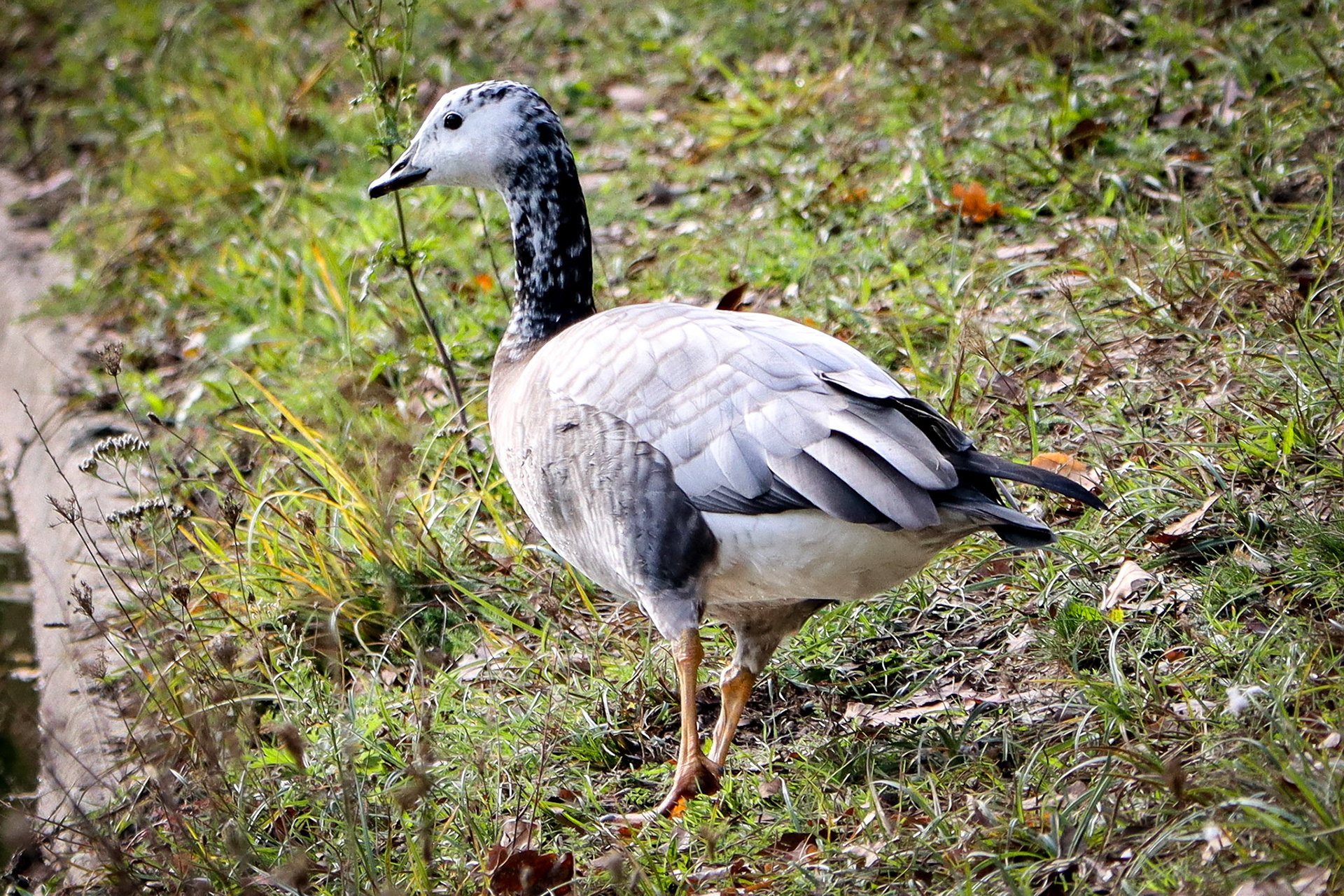 Bar-headed Goose - #424 - 10/10/22 - France