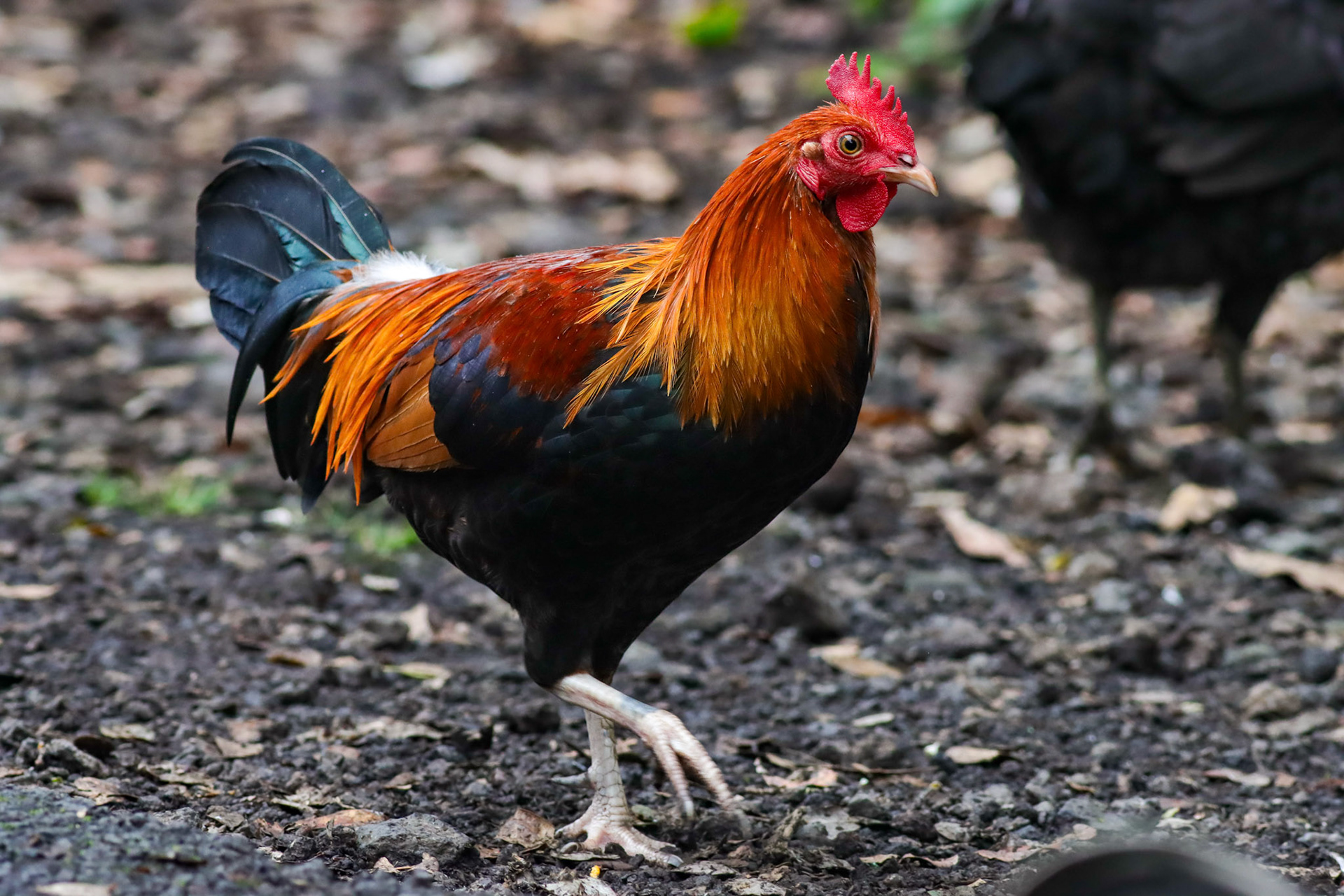 Red Junglefowl - Kaloko, HI - 10/1/25