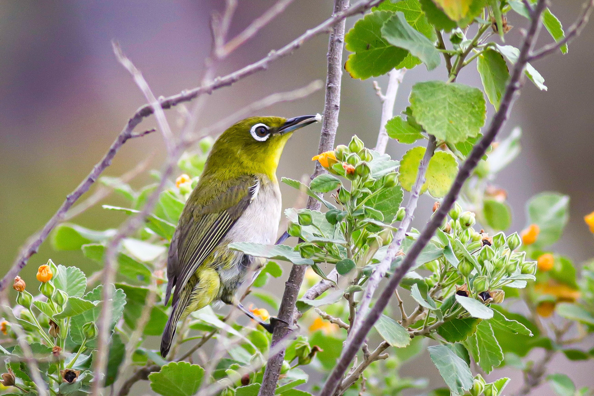 Mejiro (Warbling White-eye) - Kona, HI - 5/10/26