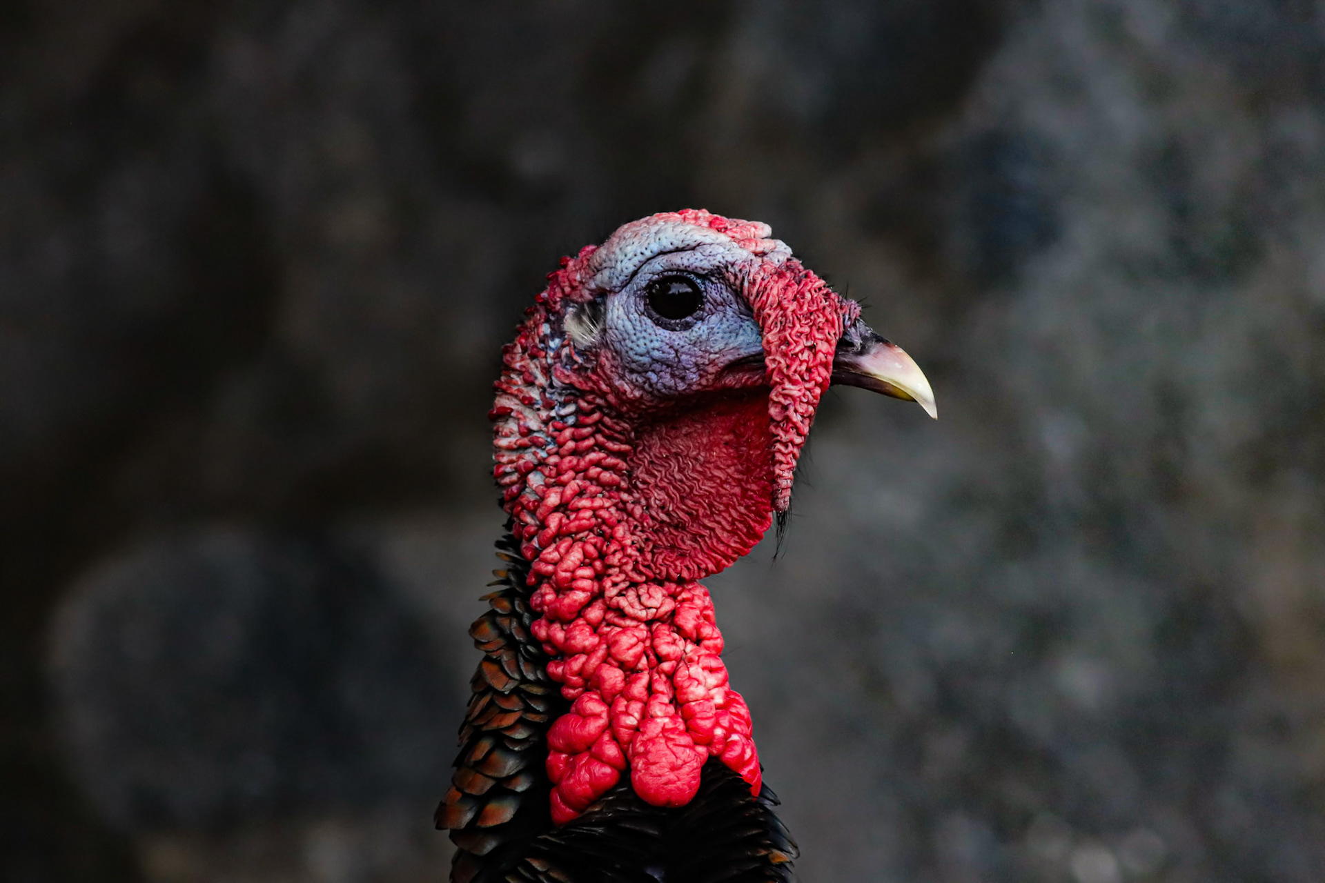Wild Turkey - Waikoloa Village, HI - 5/13/25