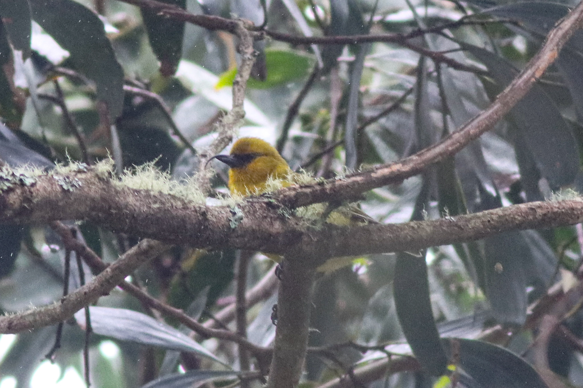 'Akiapōlā'au - Hakalau Forest, HI - 5/14/26
