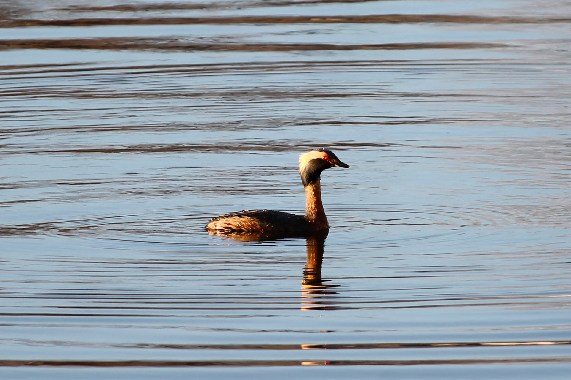 Horned Grebe - #162 - 2/21/21 - CA