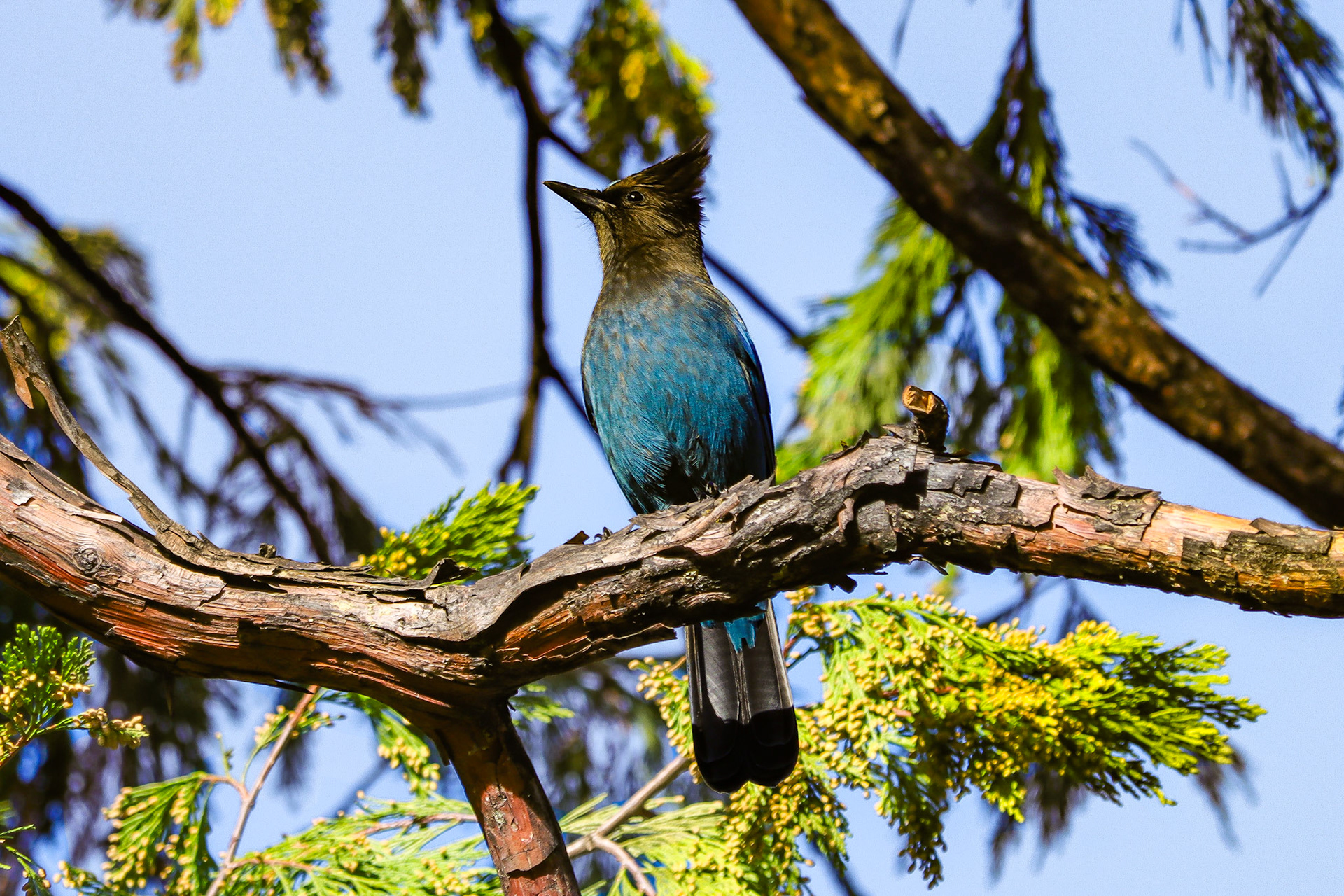 Steller's Jay - #194 - 4/10/21 - CA