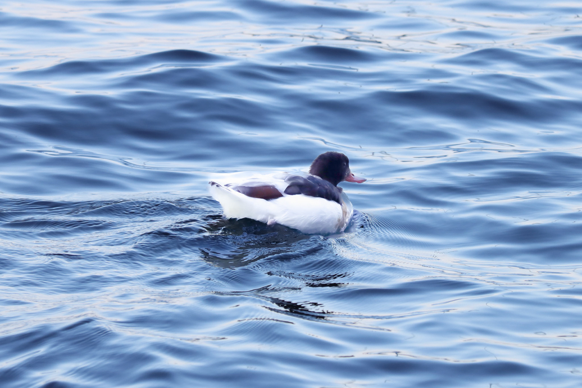 Common Shelduck - #410 - 10/6/22 - Switzerland