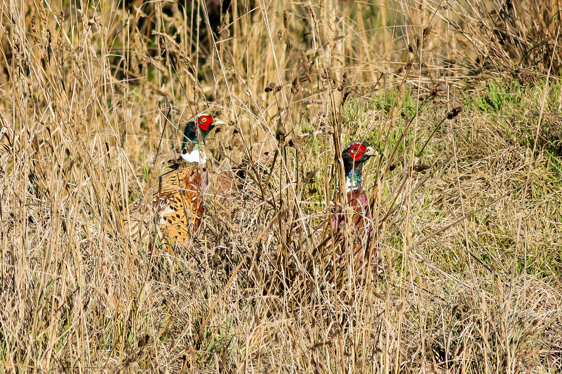 Ring-necked Pheasant - Pu'u La'au, HI - 10/5/25