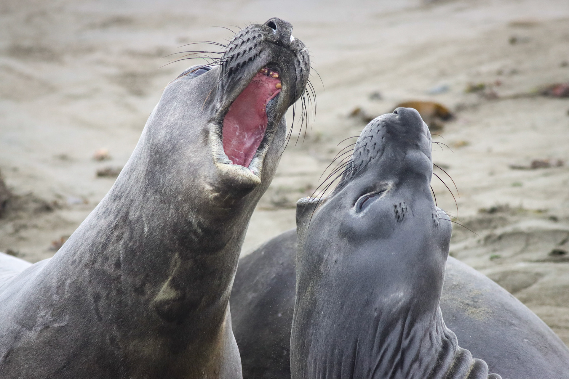 Northern Elephant Seals - Cambria, CA - 6/1/24