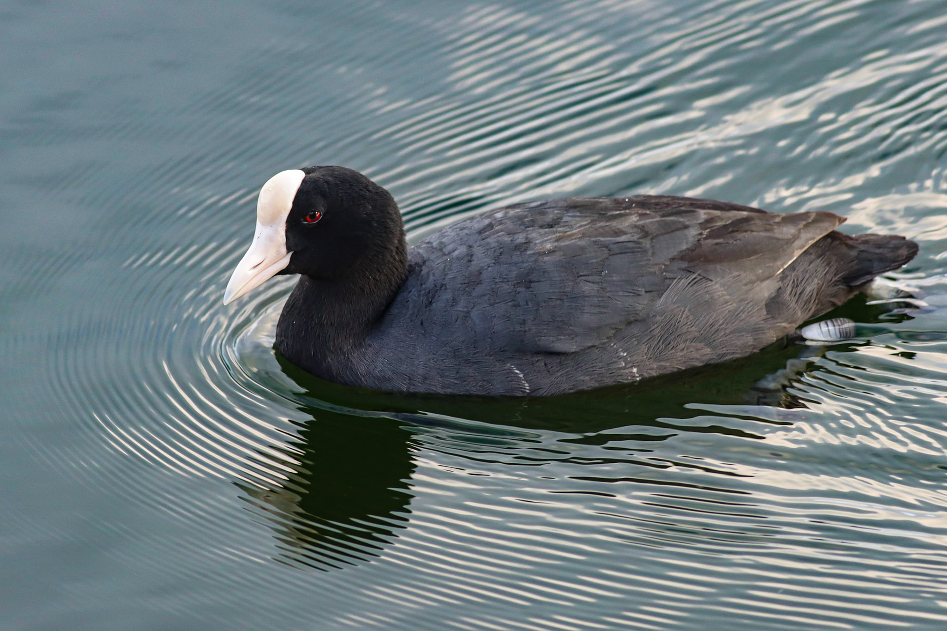Hawaiian Coot - #542 - 5/12/25 - HI