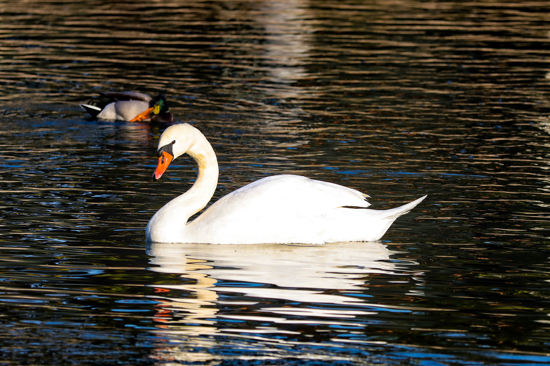 Mute Swan - #98 - 1/3/21 - CA