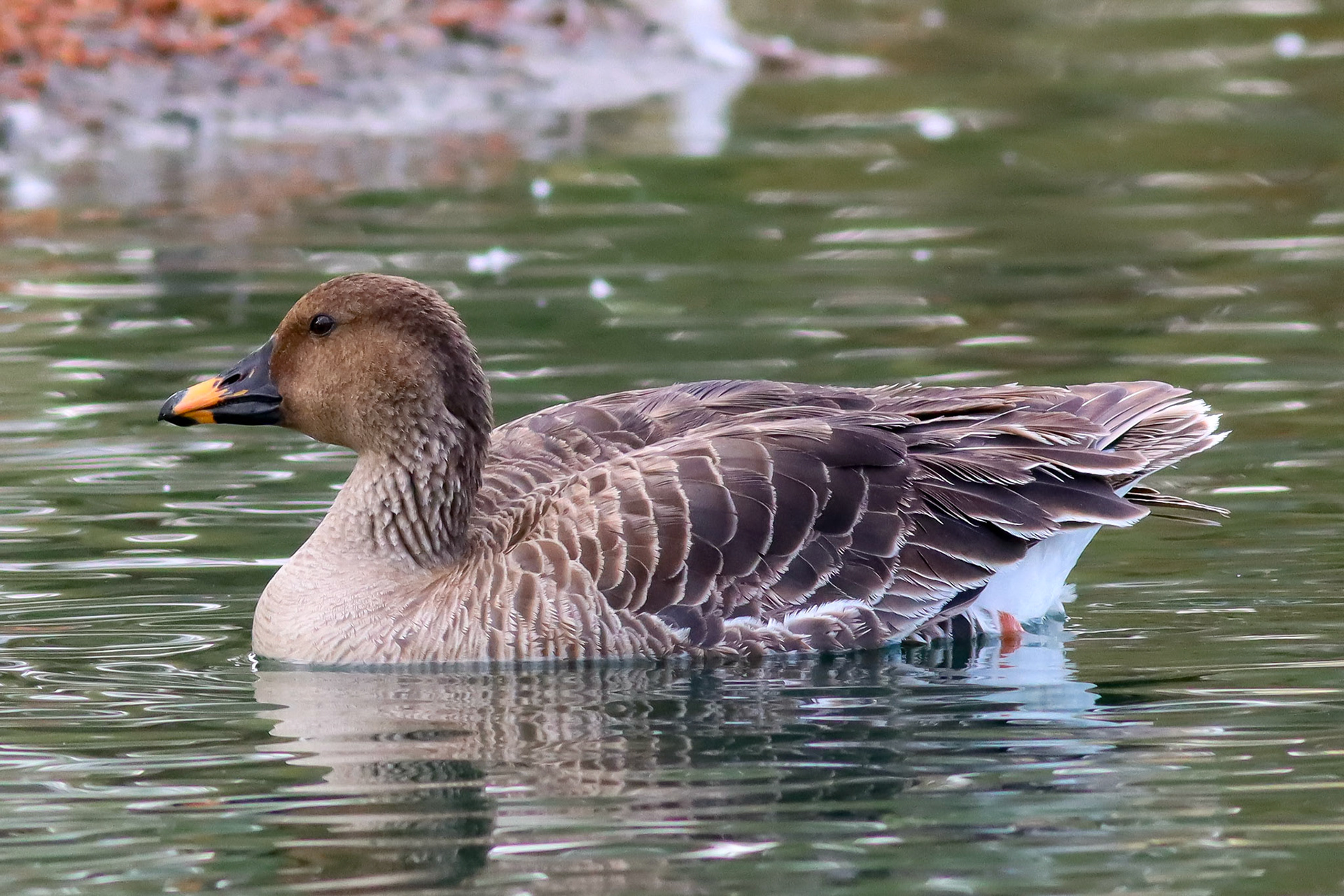 Tundra Bean-Goose - #449 - 3/12/23 - CA