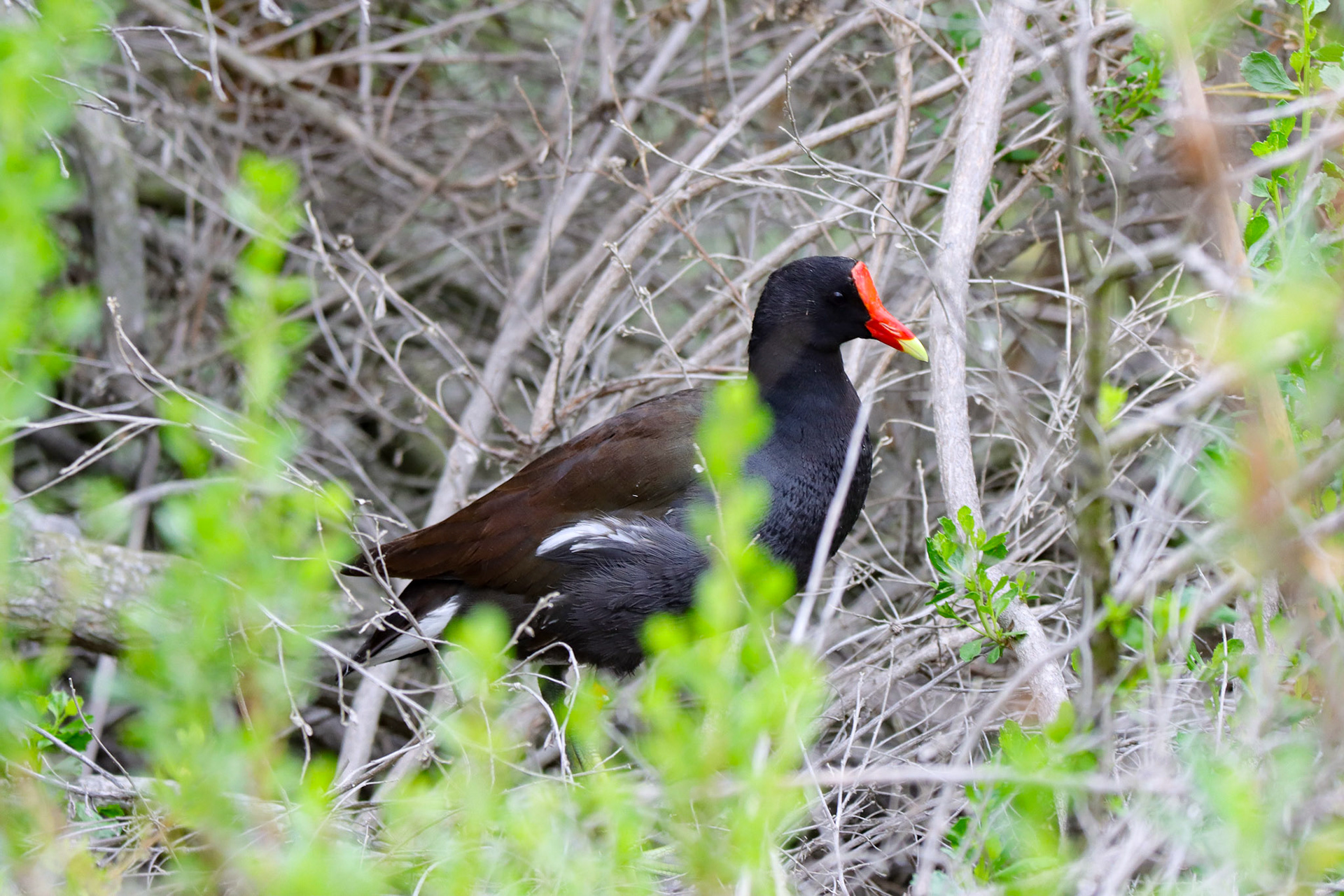 Common Gallinule - #229 - 5/16/21 - CA