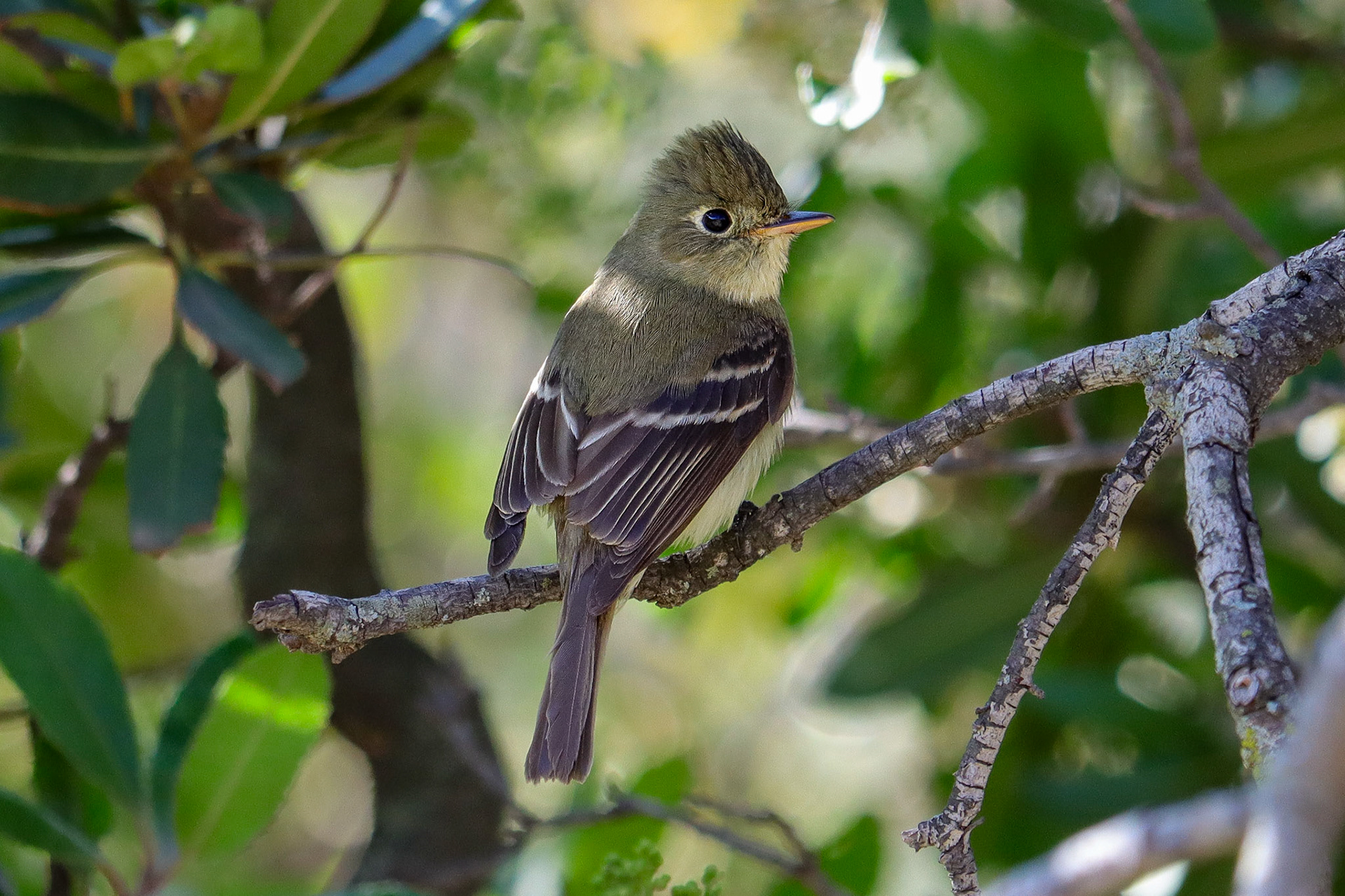 Pacific-slope Flycatcher - #199 - 4/17/21 - CA