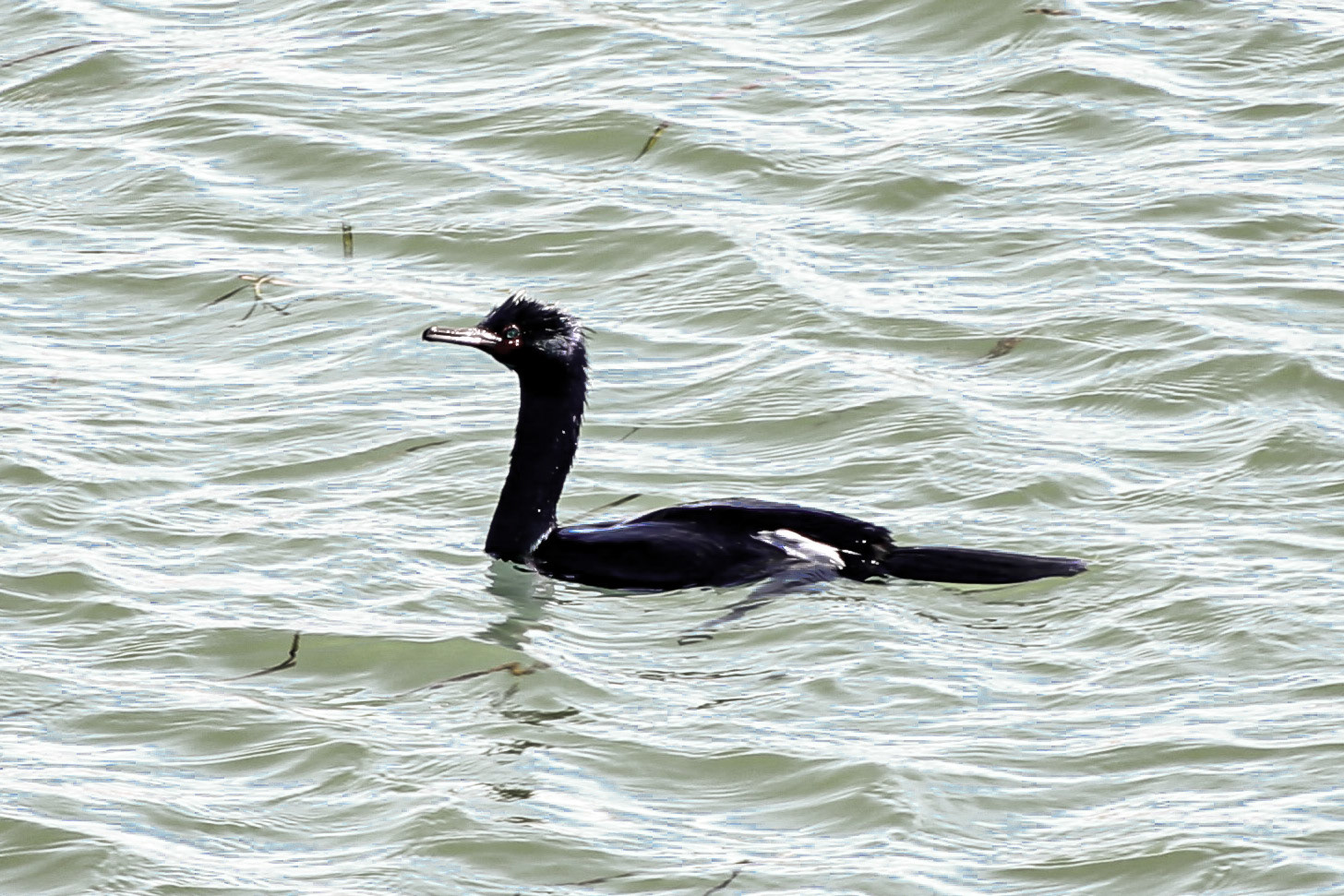 Pelagic Cormorant - #161 - 2/21/21 - CA