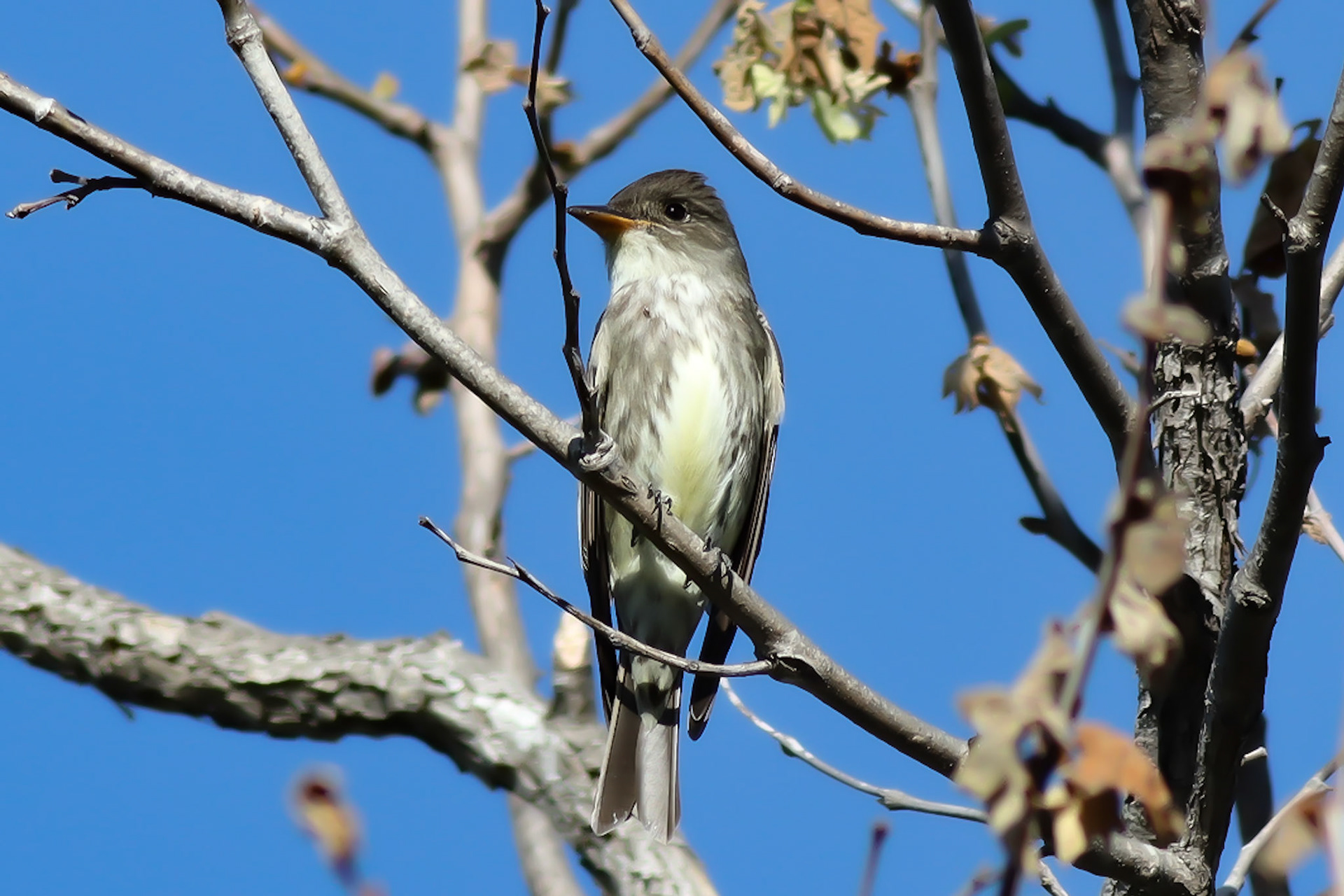 Olive-sided Flycatcher - #232 - 5/23/21 - CA