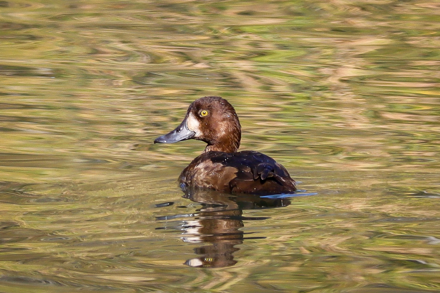 Greater Scaup - #191 - 4/8/21 - CO