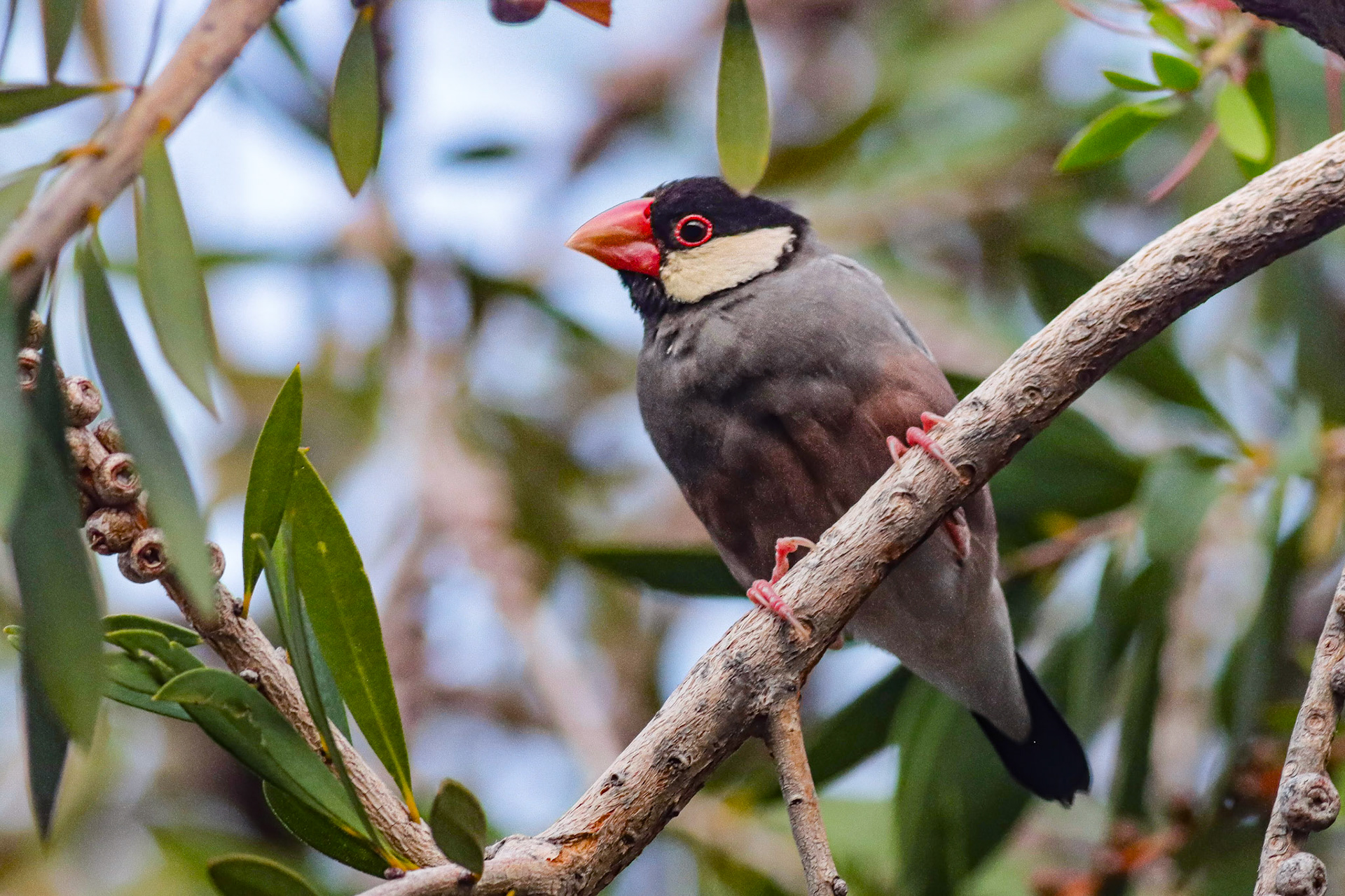 Java Sparrow - Waikoloa Village, HI - 5/14/25