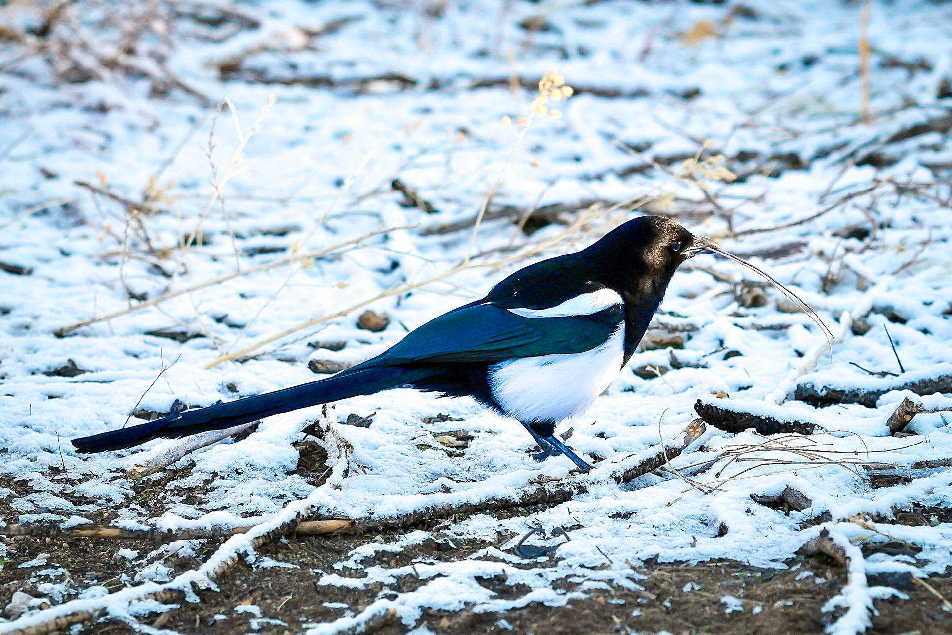 Black-billed Magpie - #186 - 4/7/21 - CO