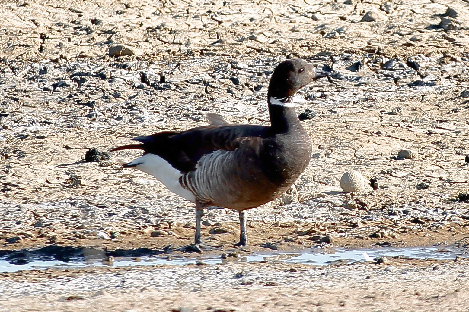 Brant - #230 - 5/20/21 - CA