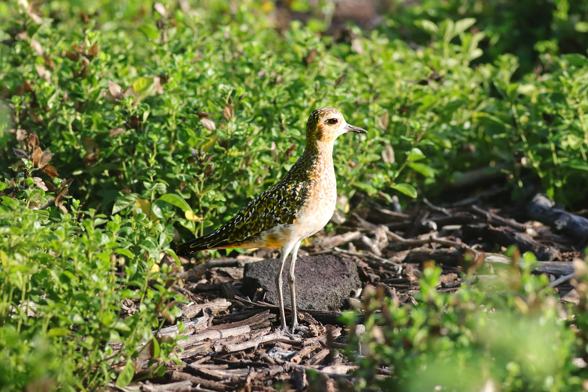 Kōlea (Pacific Golden Plover) - Kona, HI - 5/14/25
