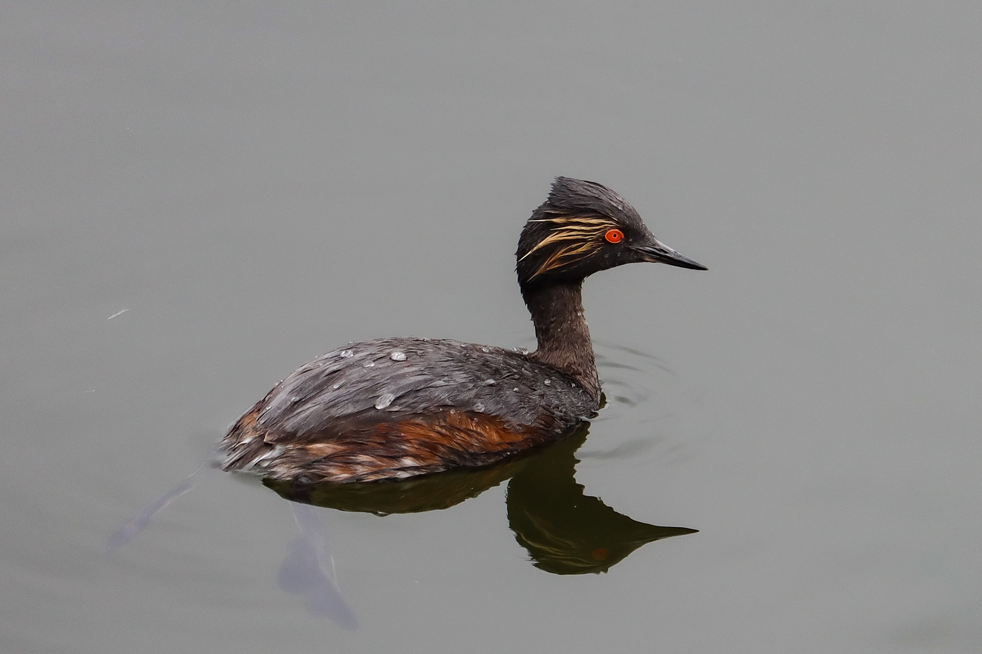 Eared Grebe - #141 - 1/31/21 - CA