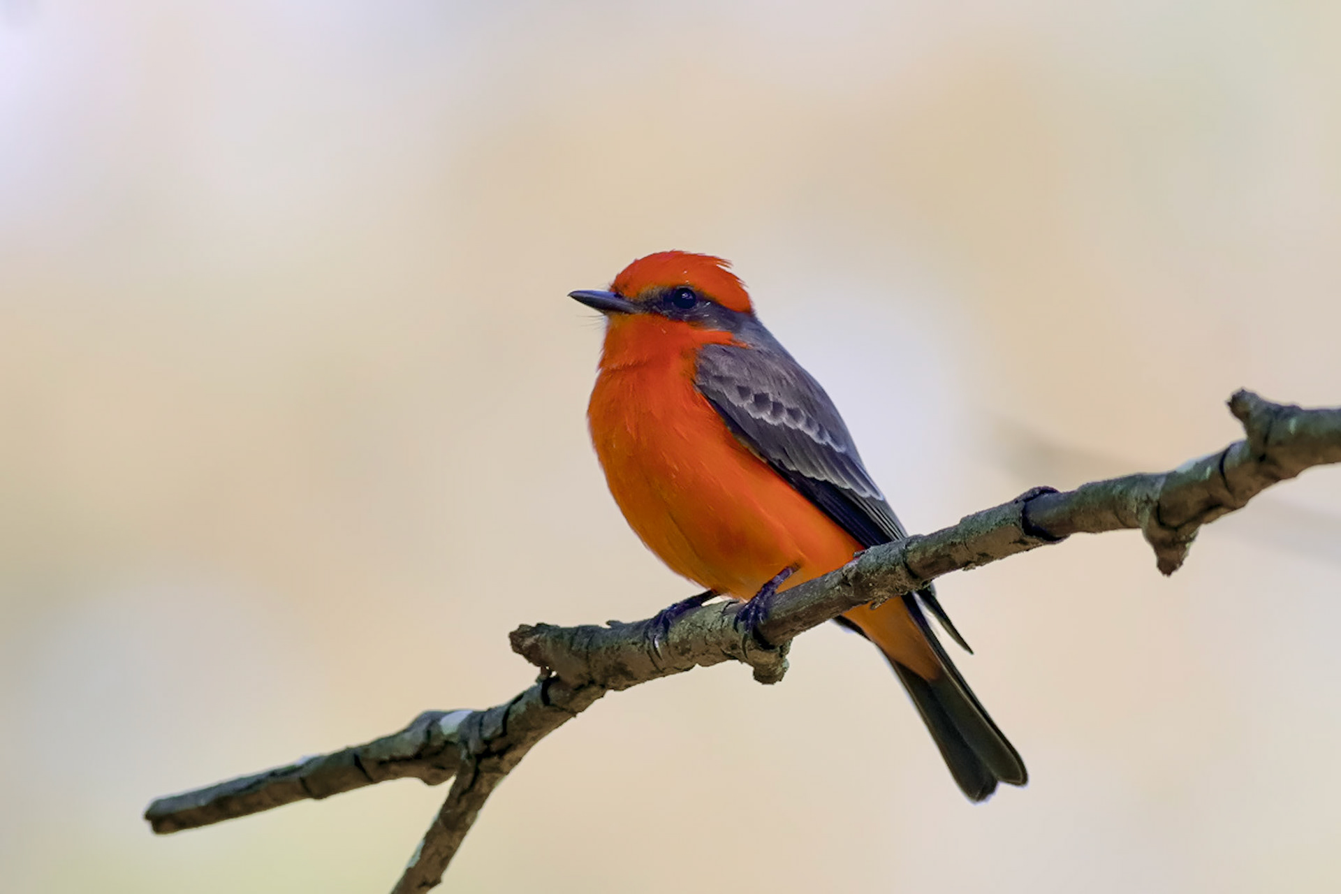 Vermillion Flycatcher - #133 - 1/24/21 - CA