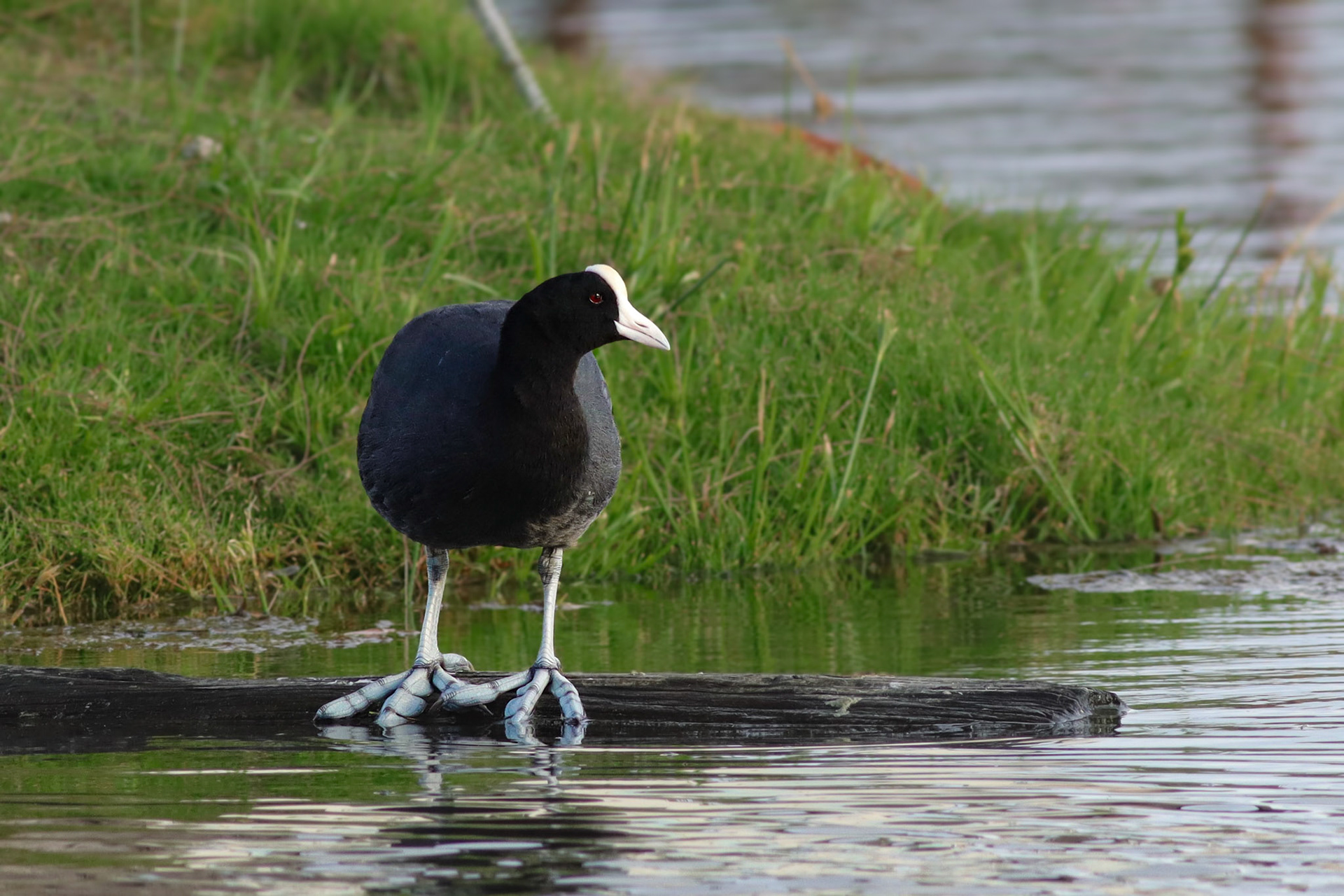 'Alae ke'oke'o (Hawaiian Coot) - Hilo, HI - 5/12/25