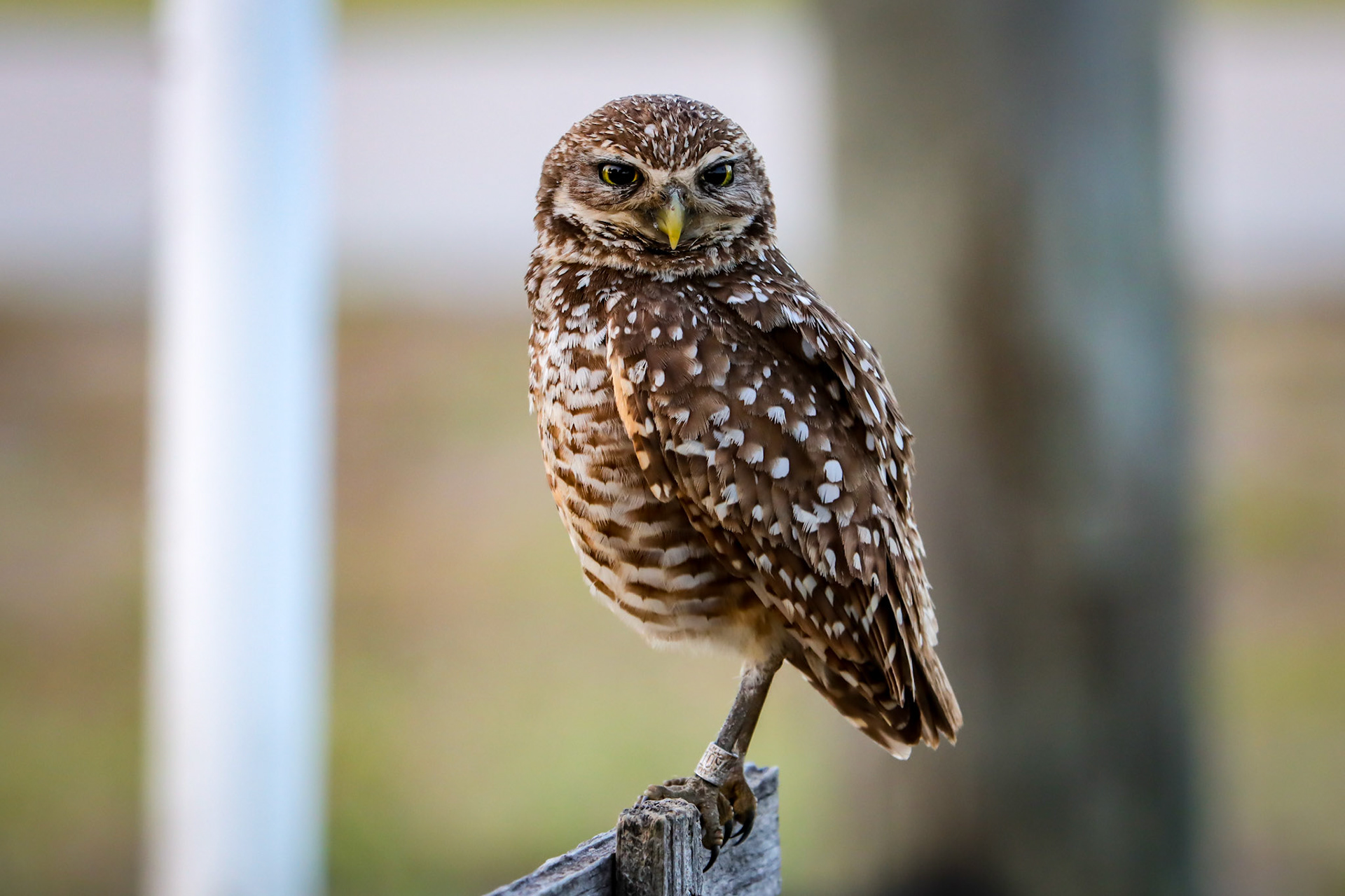 Burrowing Owl - #134 - 1/29/21 - FL