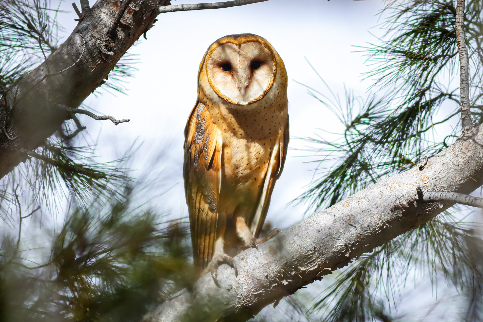 Barn Owl - #261 - 8/21/21 - CA