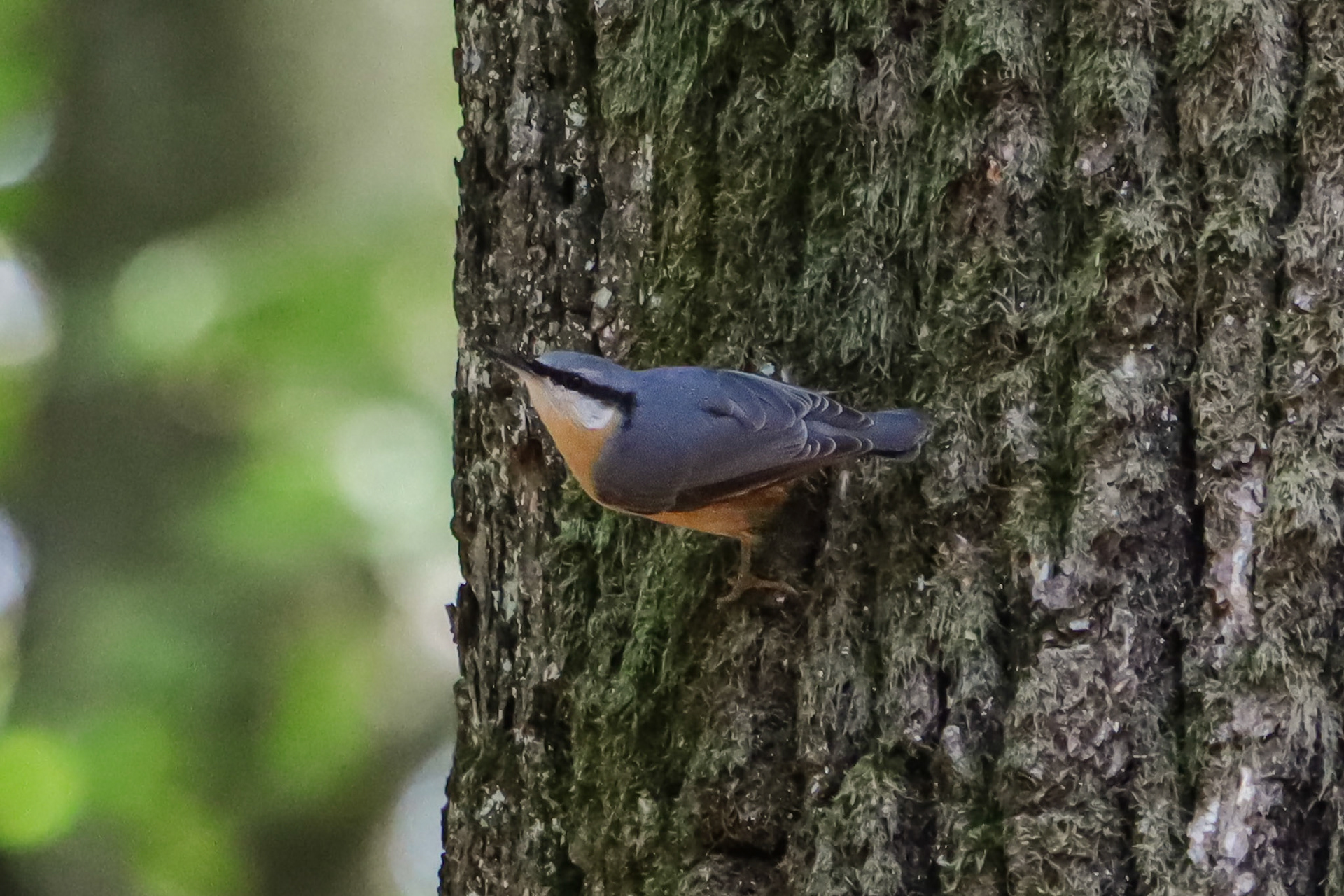 Eurasian Nuthatch - #390 - 10/4/22 - Switzerland