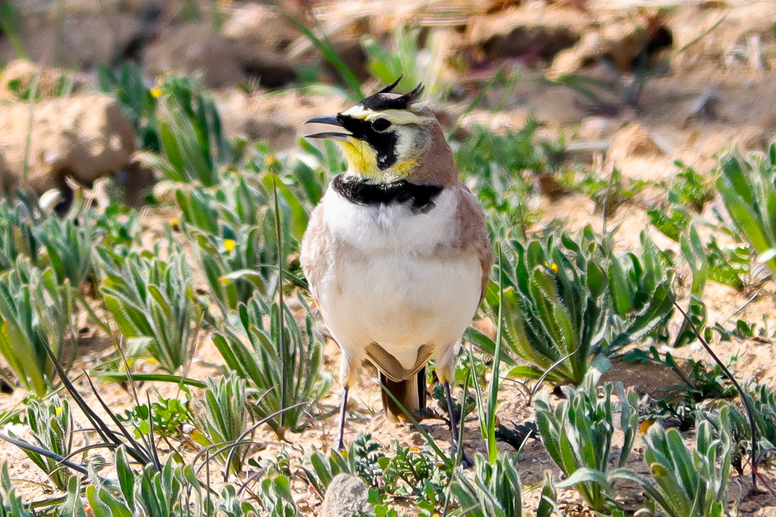 Horned Lark - #201 - 4/18/21 - CA