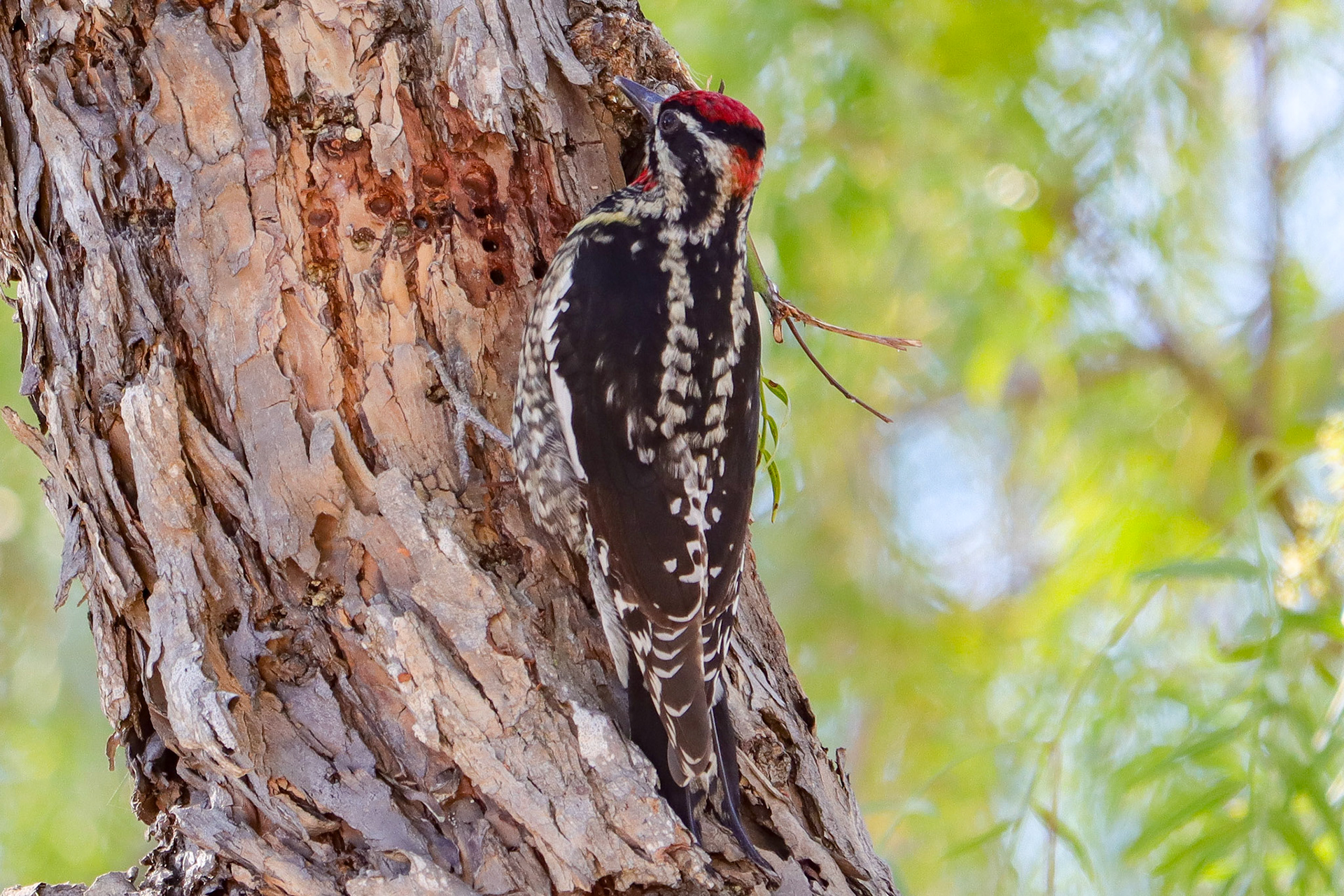 Red-naped Sapsucker - #326 - 2/5/22 - CA