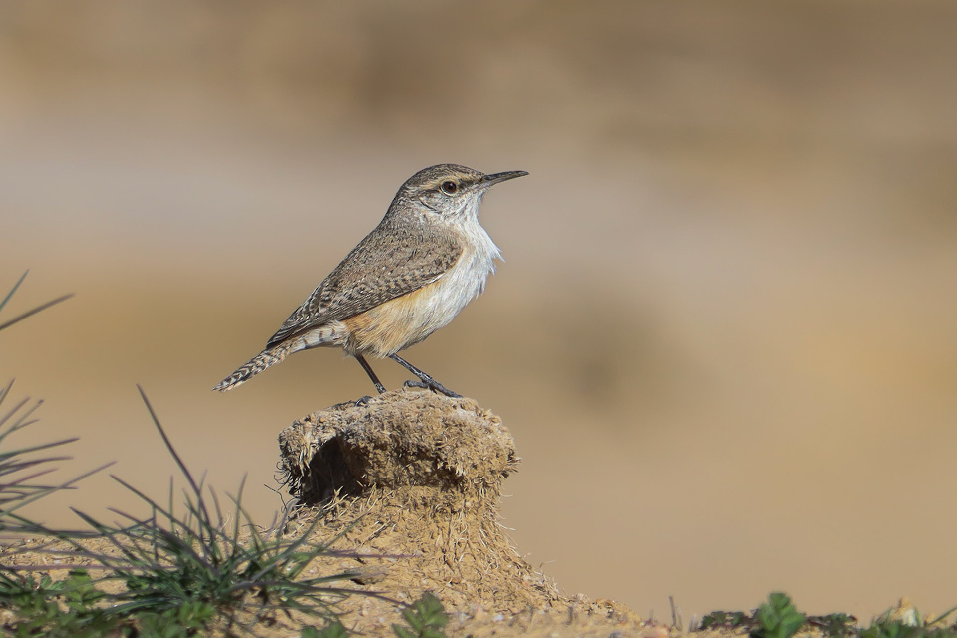 Rock Wren - #294 - 10/16/21 - CA