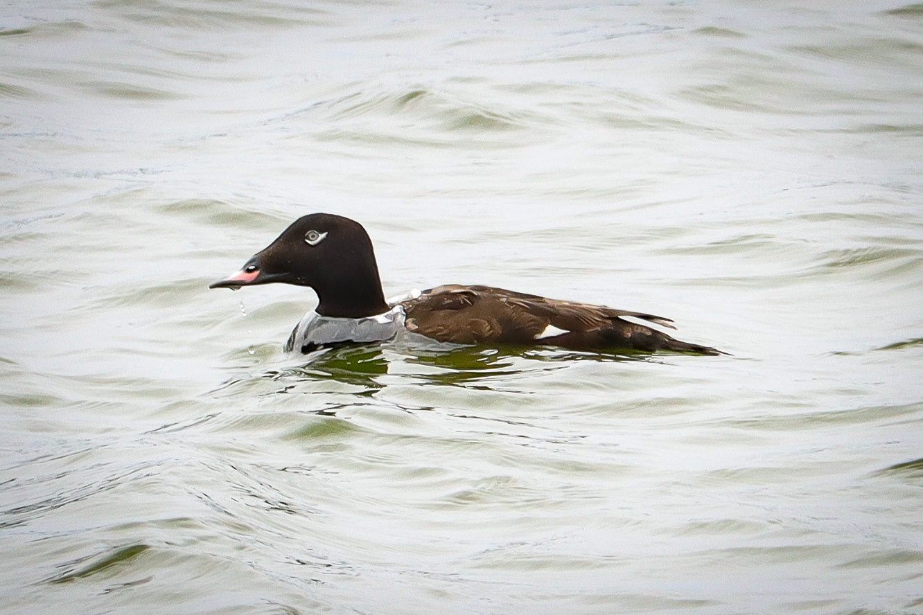 White-winged Scoter - #298 - 10/26/21 - CA