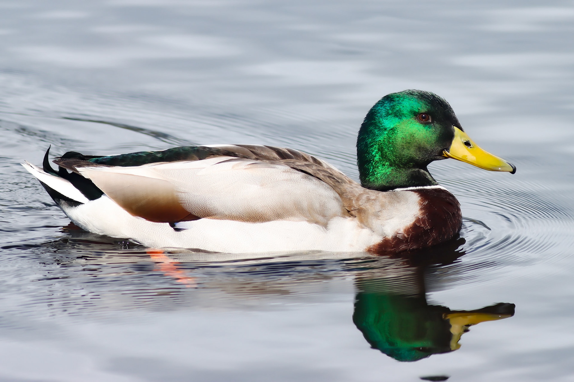 Mallard - #61 - 12/5/20 - CA