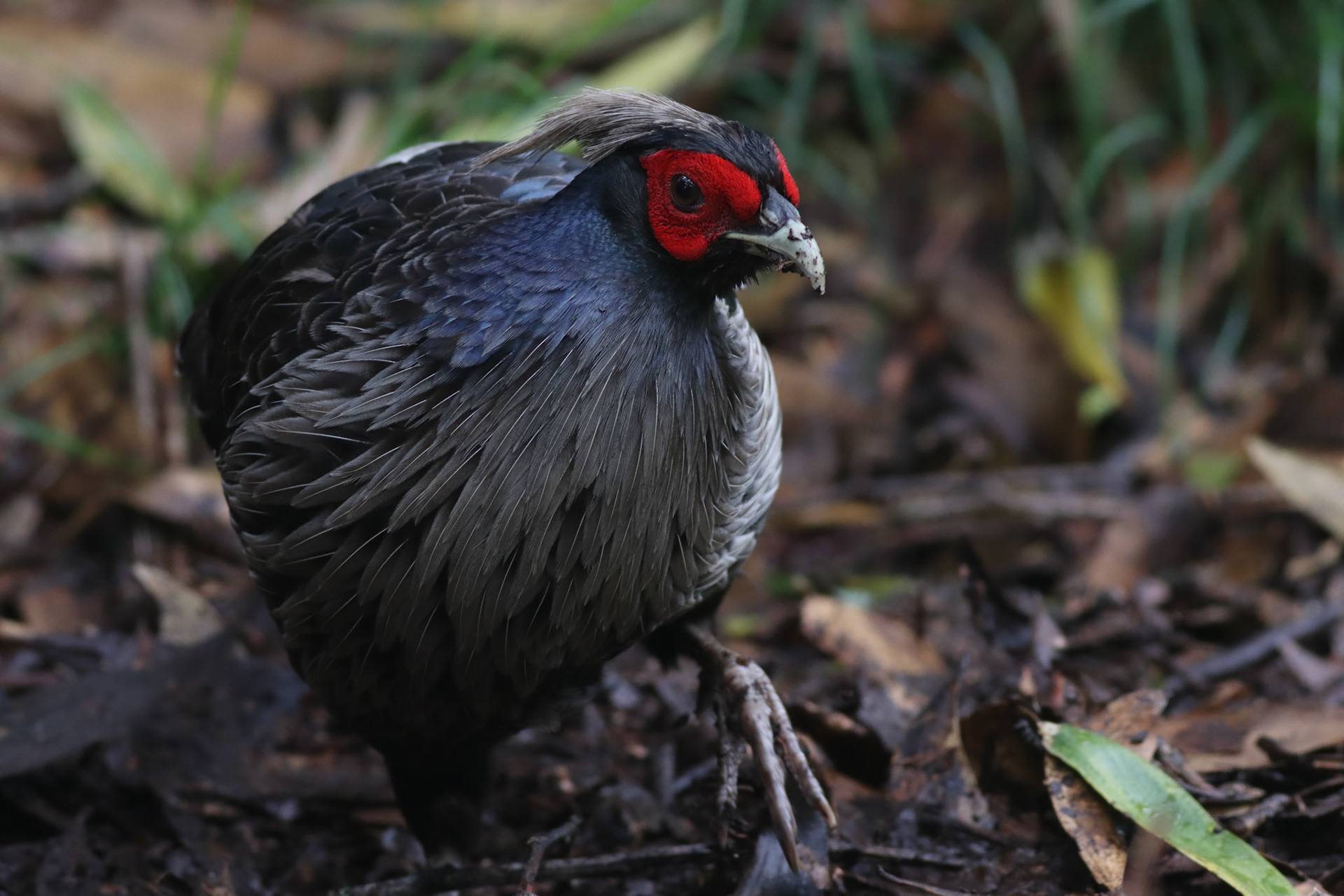 Kalij Pheasant - Hakalau Forest, HI - 5/14/26