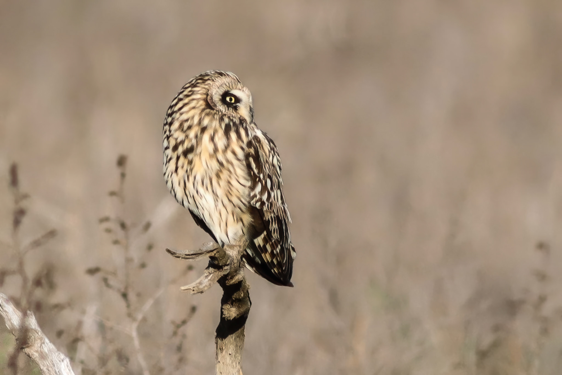 Short-eared Owl - #144 - 2/5/21 - HI