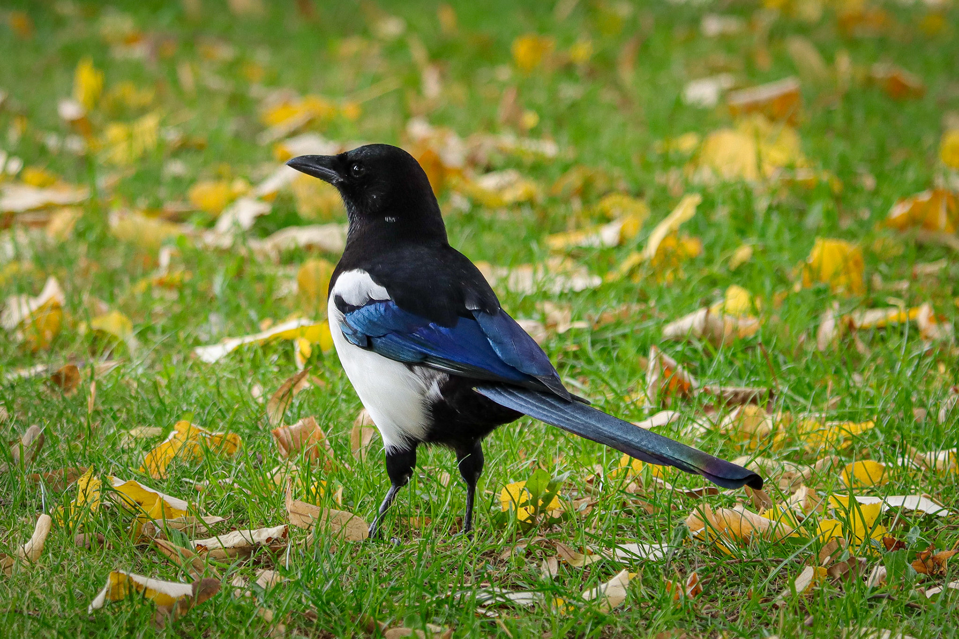 Eurasian Magpie - #380 - 10/2/22 - France