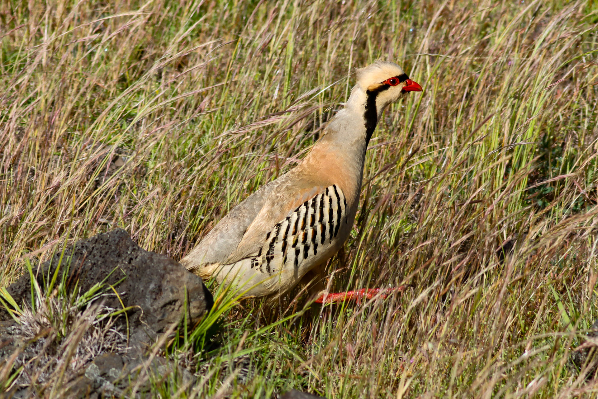 Chukar - Saddle Rd, HI - 5/14/26