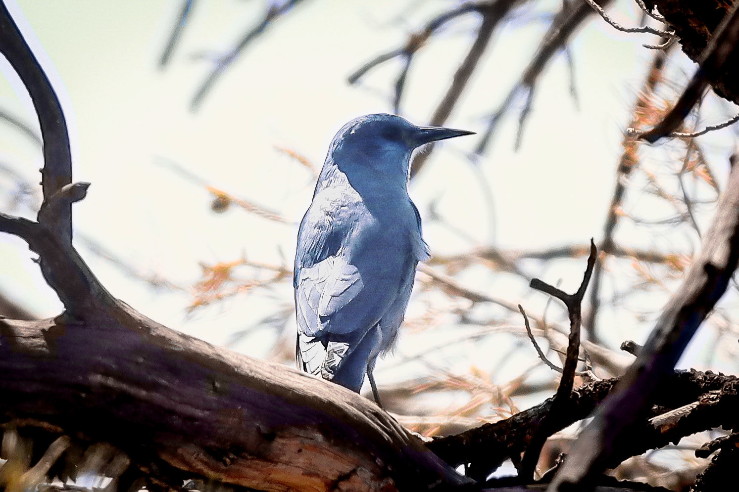 Pinyon Jay - #502 - 9/5/23 - CA