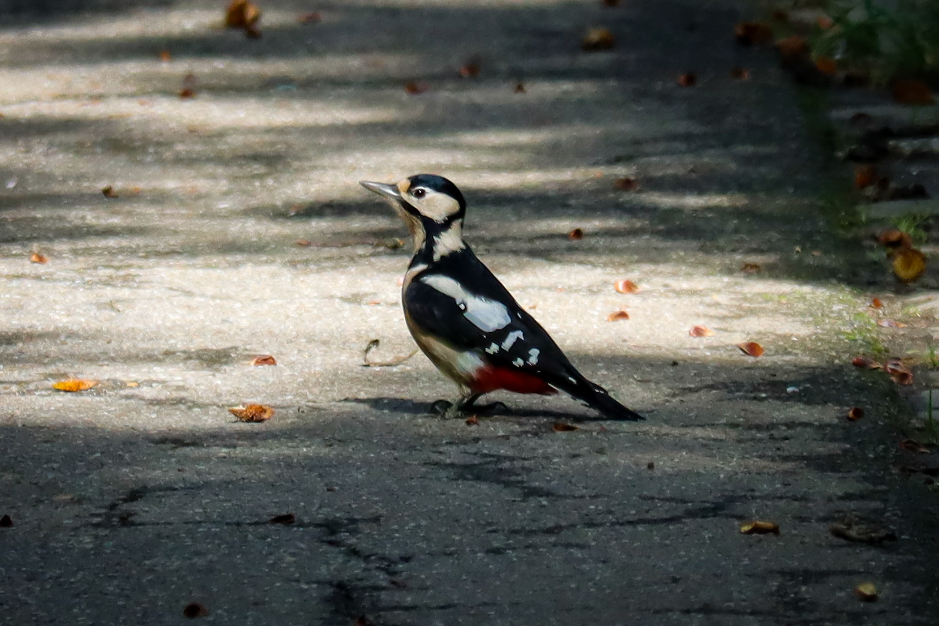 Great Spotted Woodpecker - #393 - 10/4/22 - Switzerland