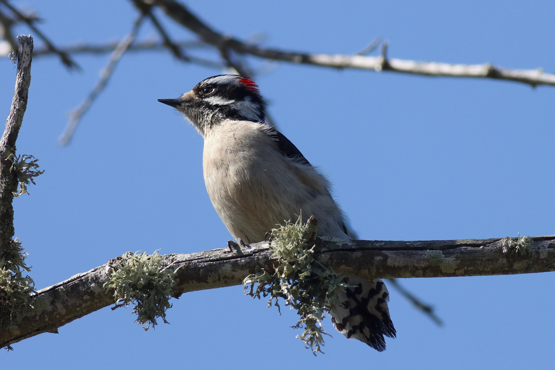 Downy Woodpecker - #139 - 1/30/21 - CA